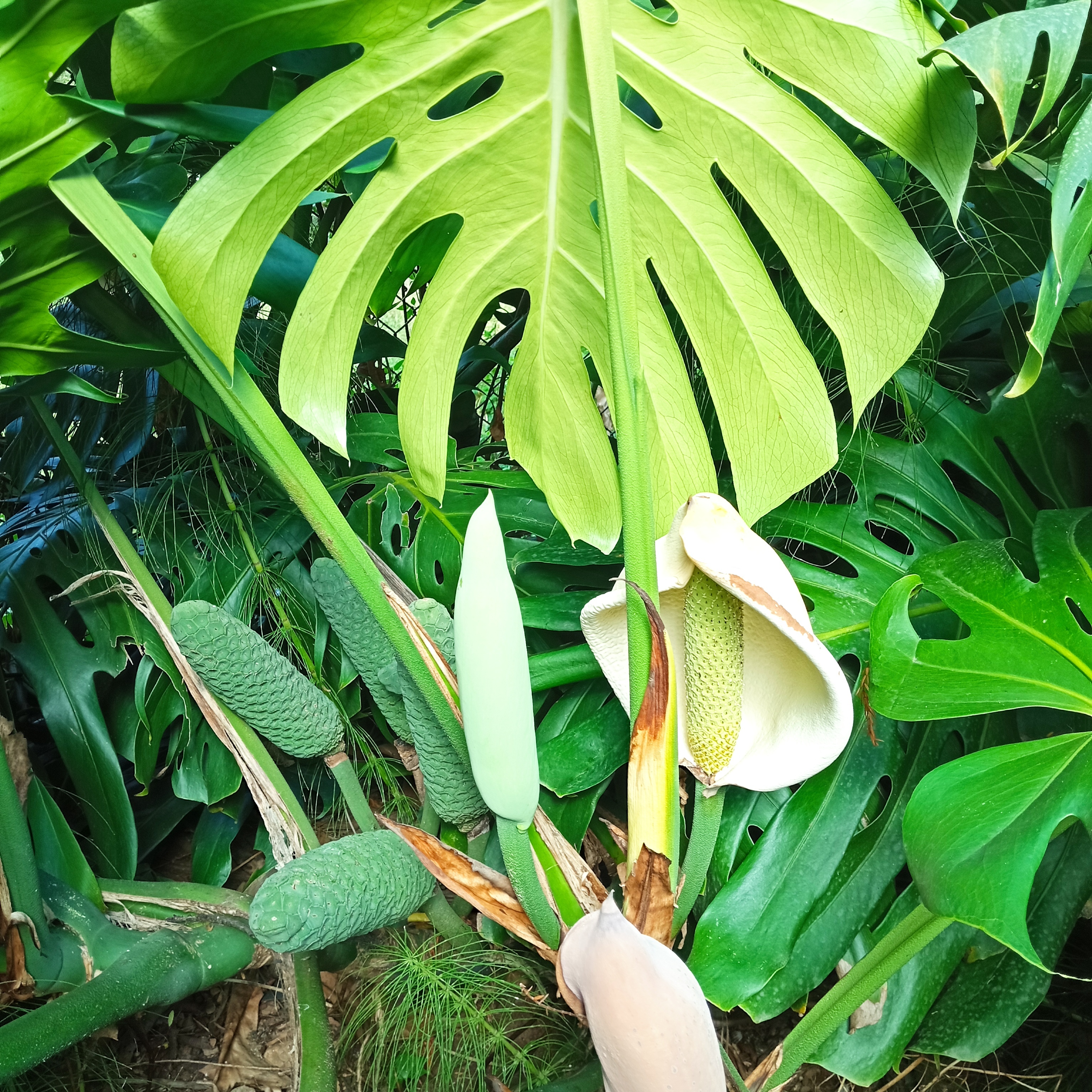 Planta frutífera (Filodendrum) da horta.