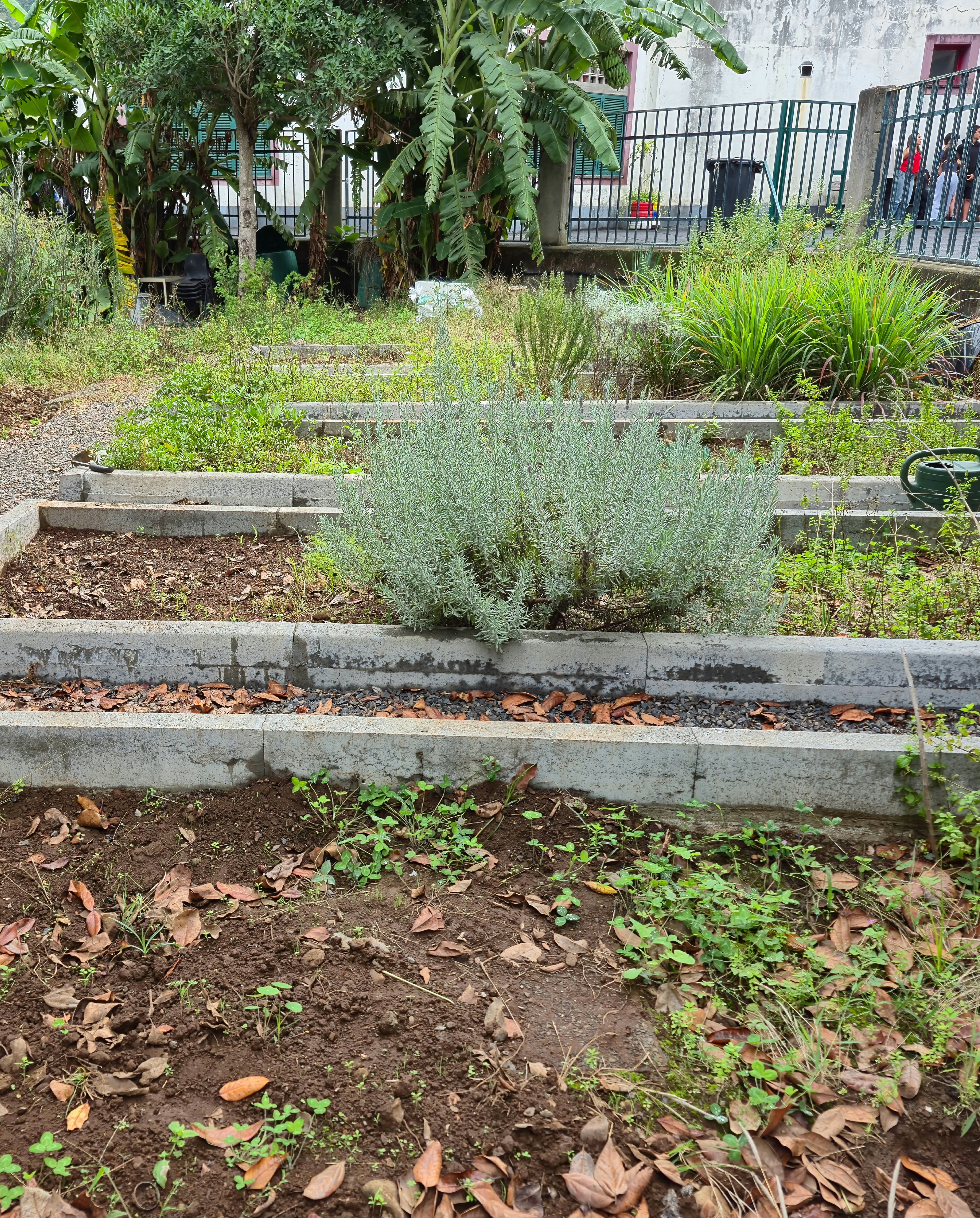 Vista geral da horta.