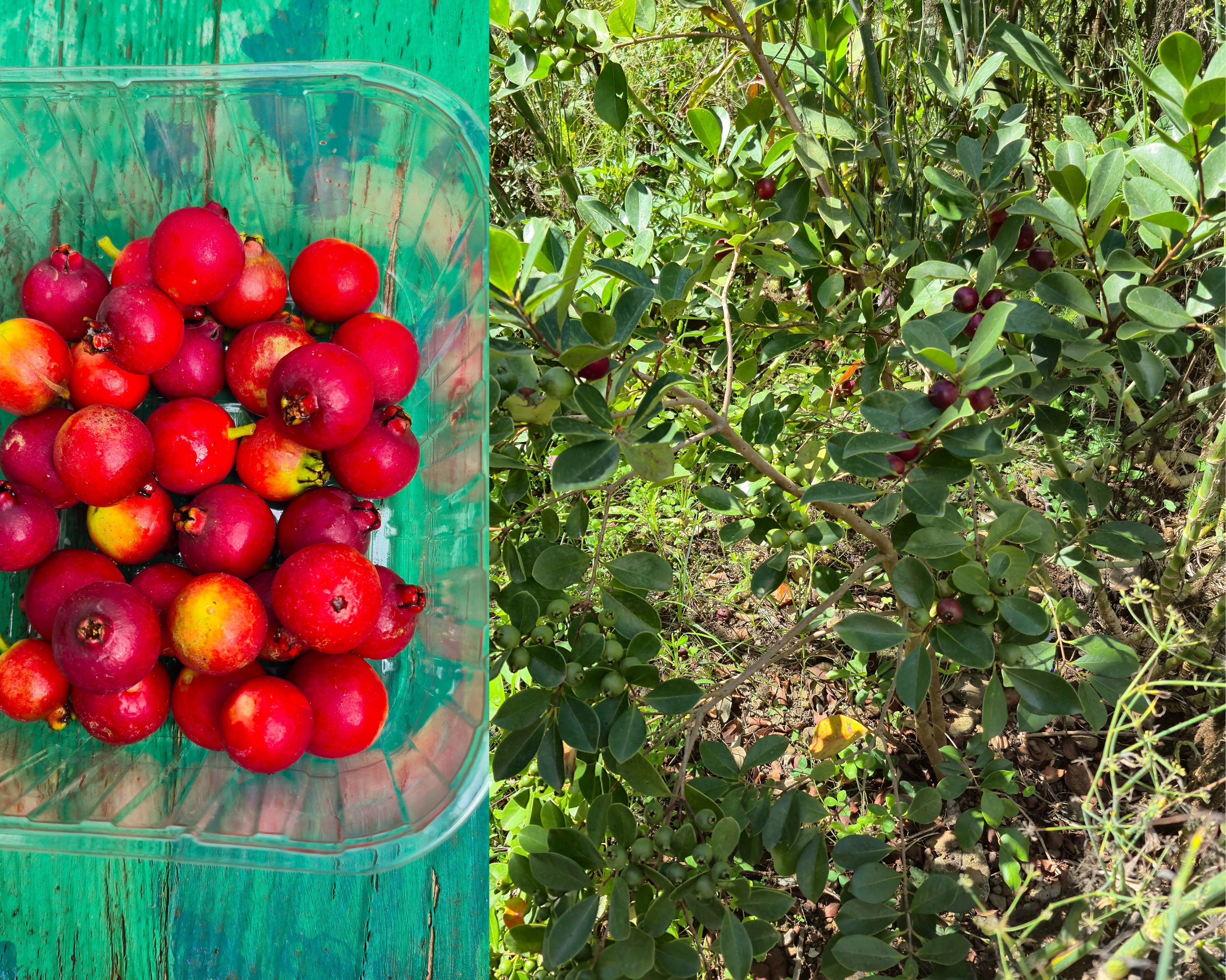 Araça-rosa (fruto) e araçaleiro.