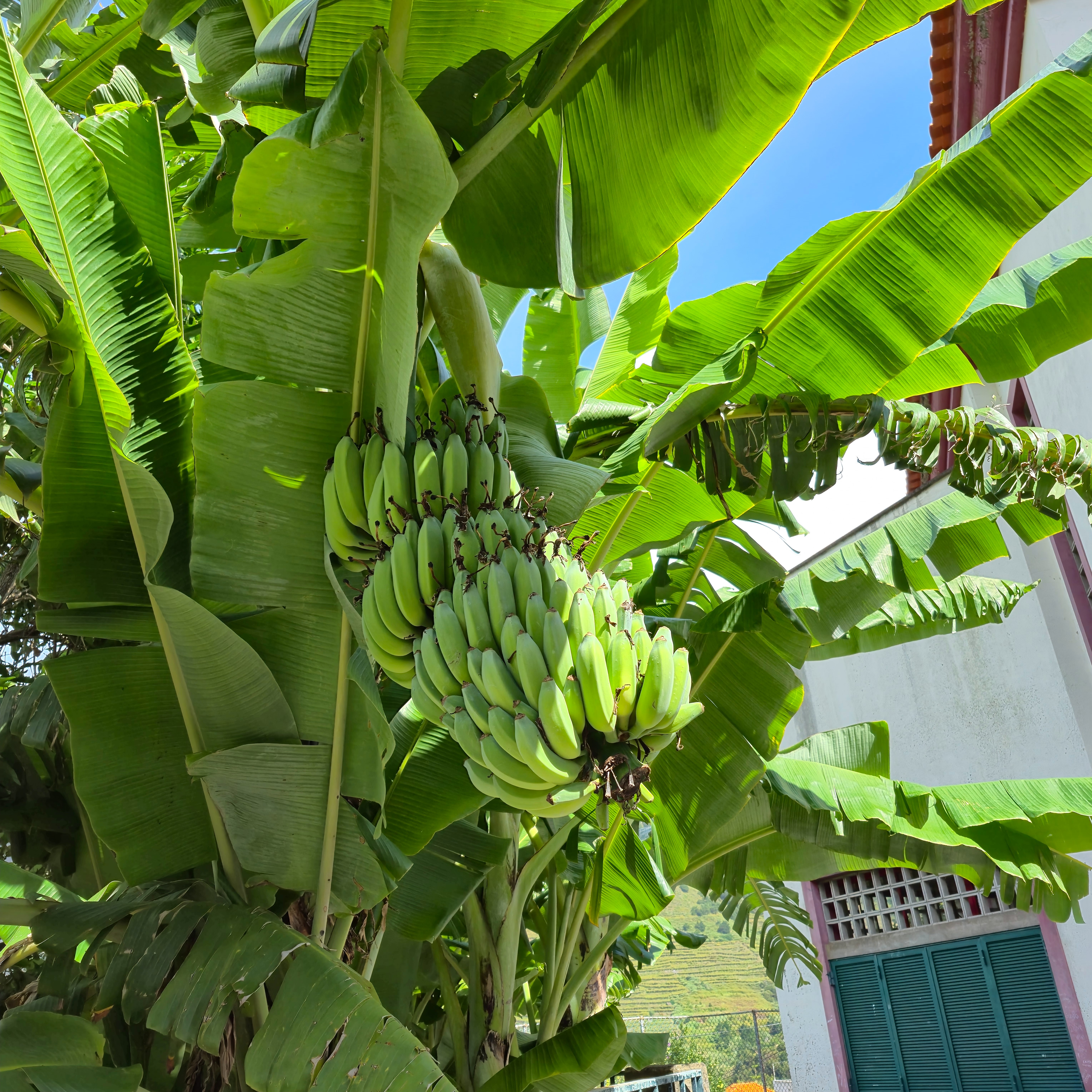 Bananeira com fruto.