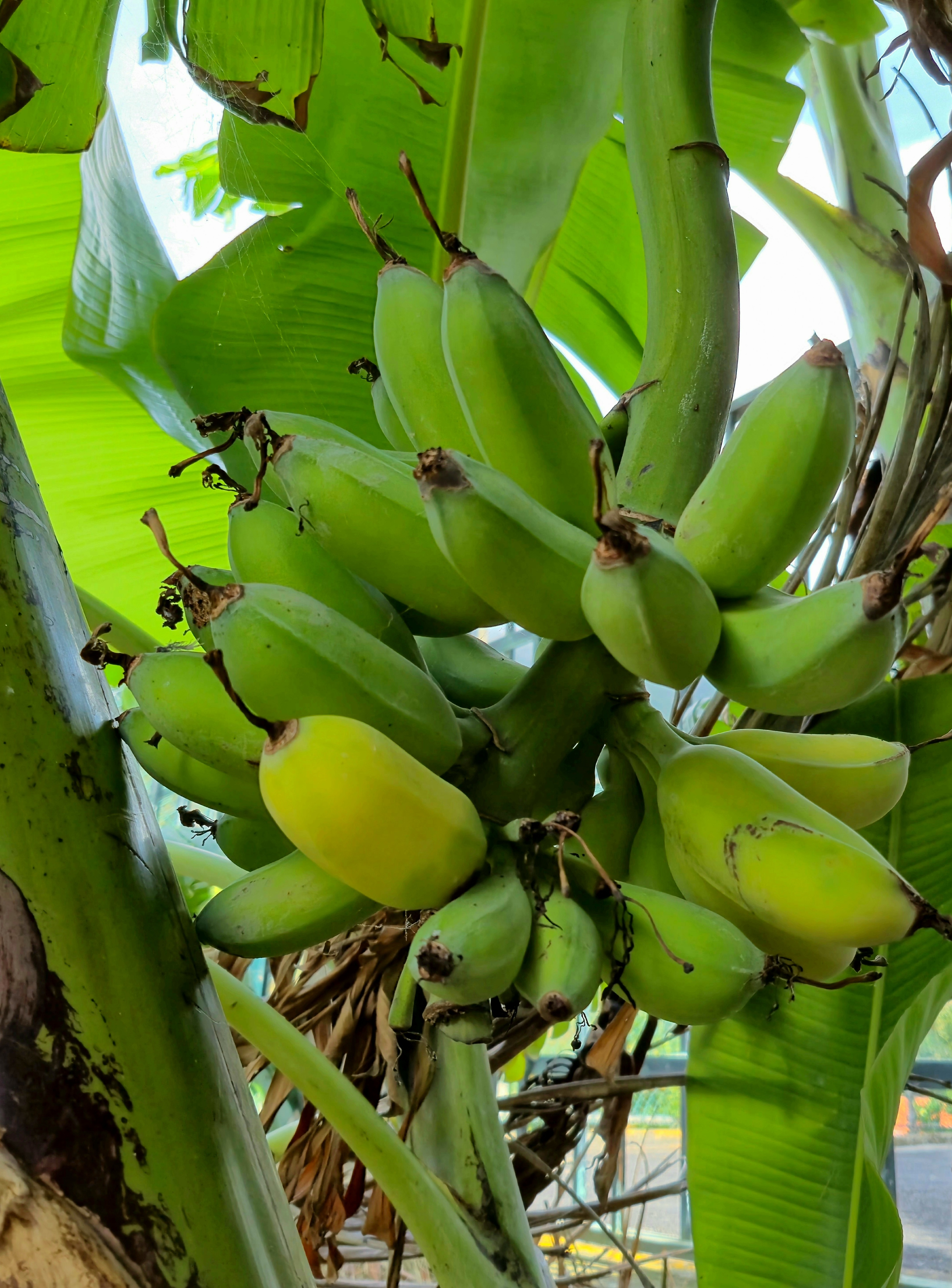 Fruta - Banana