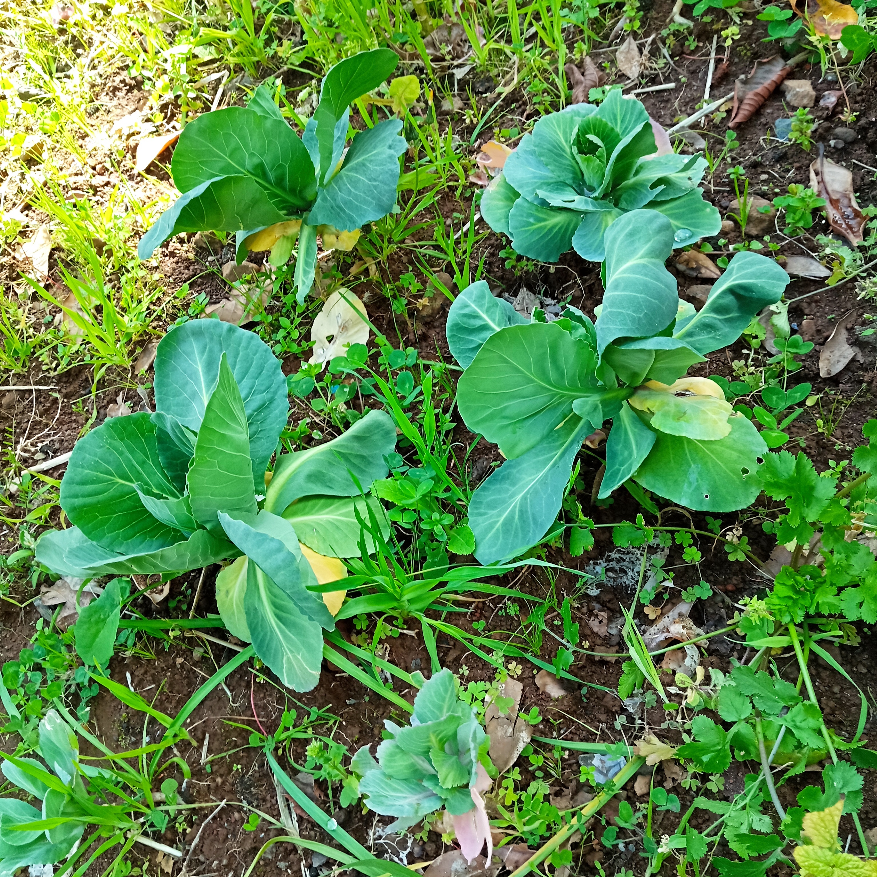 Hortícolas - Couves