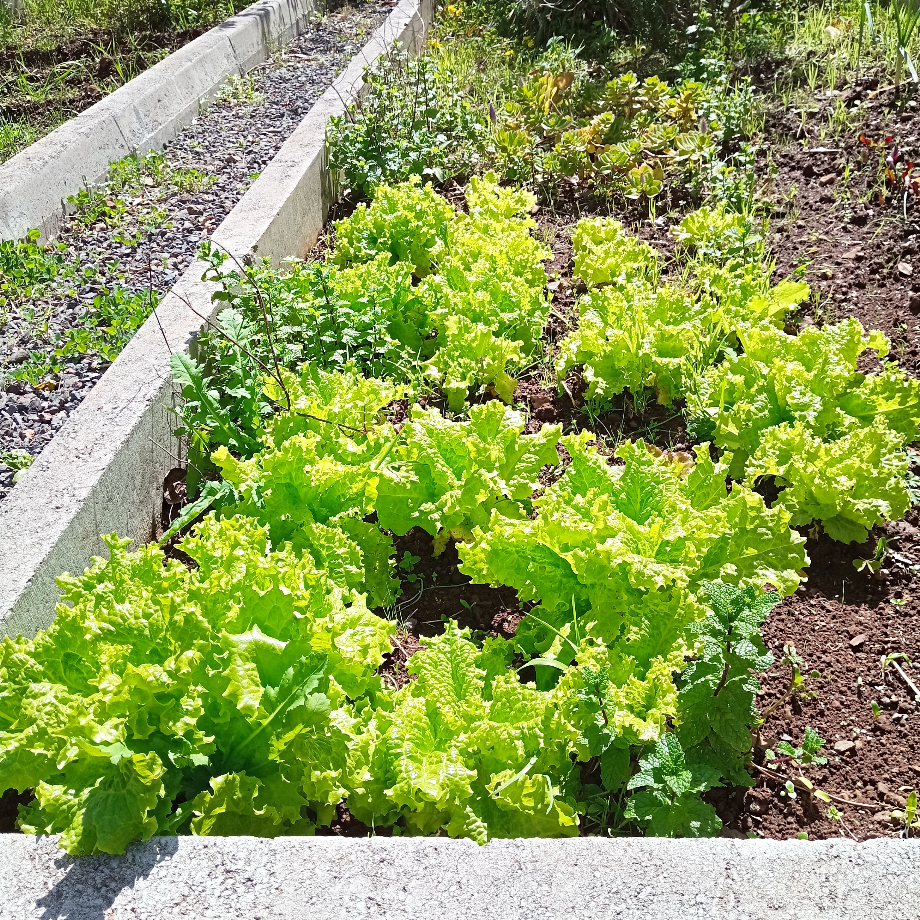 Hortícolas - Alfaces