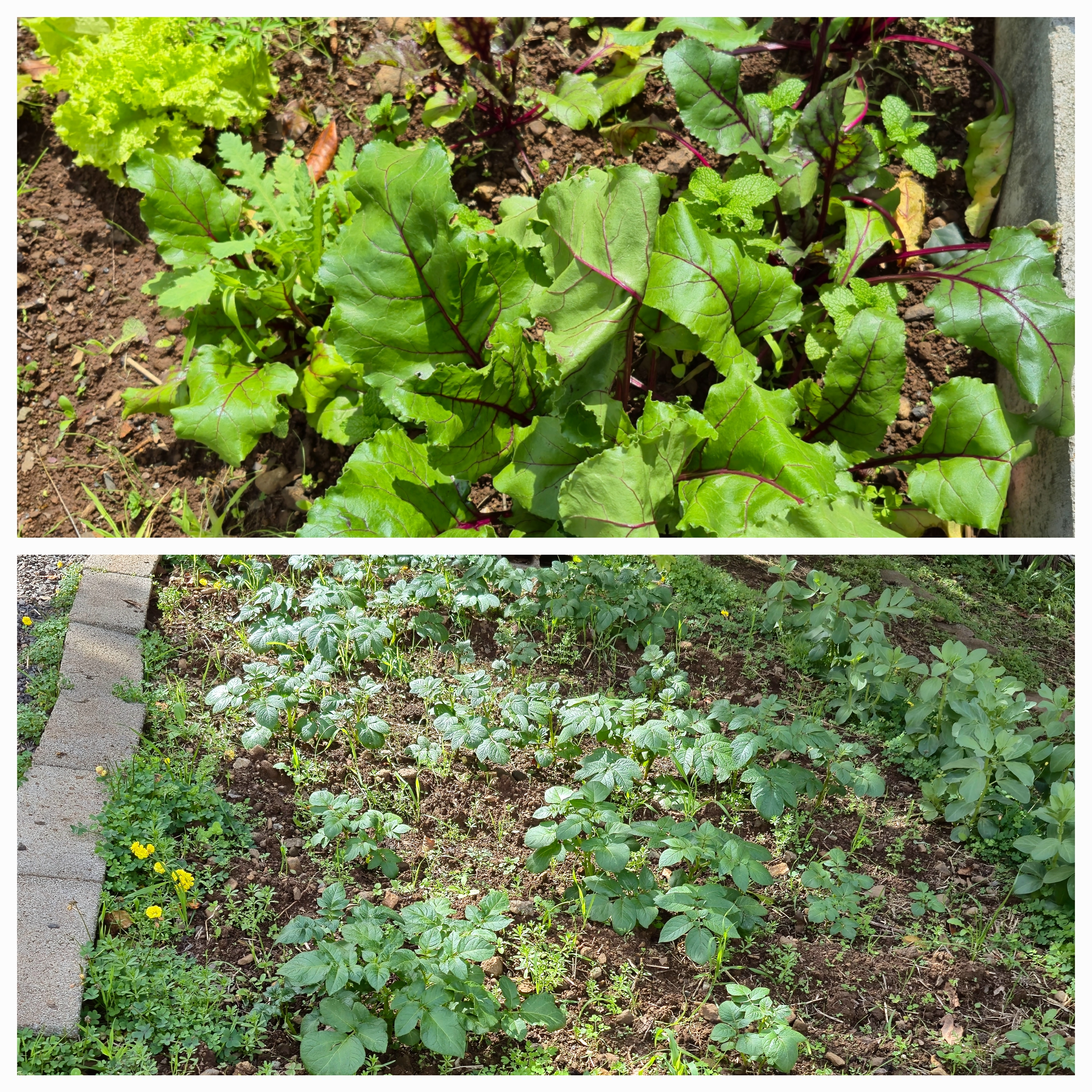 Hortícolas - Beterrabas e batatas