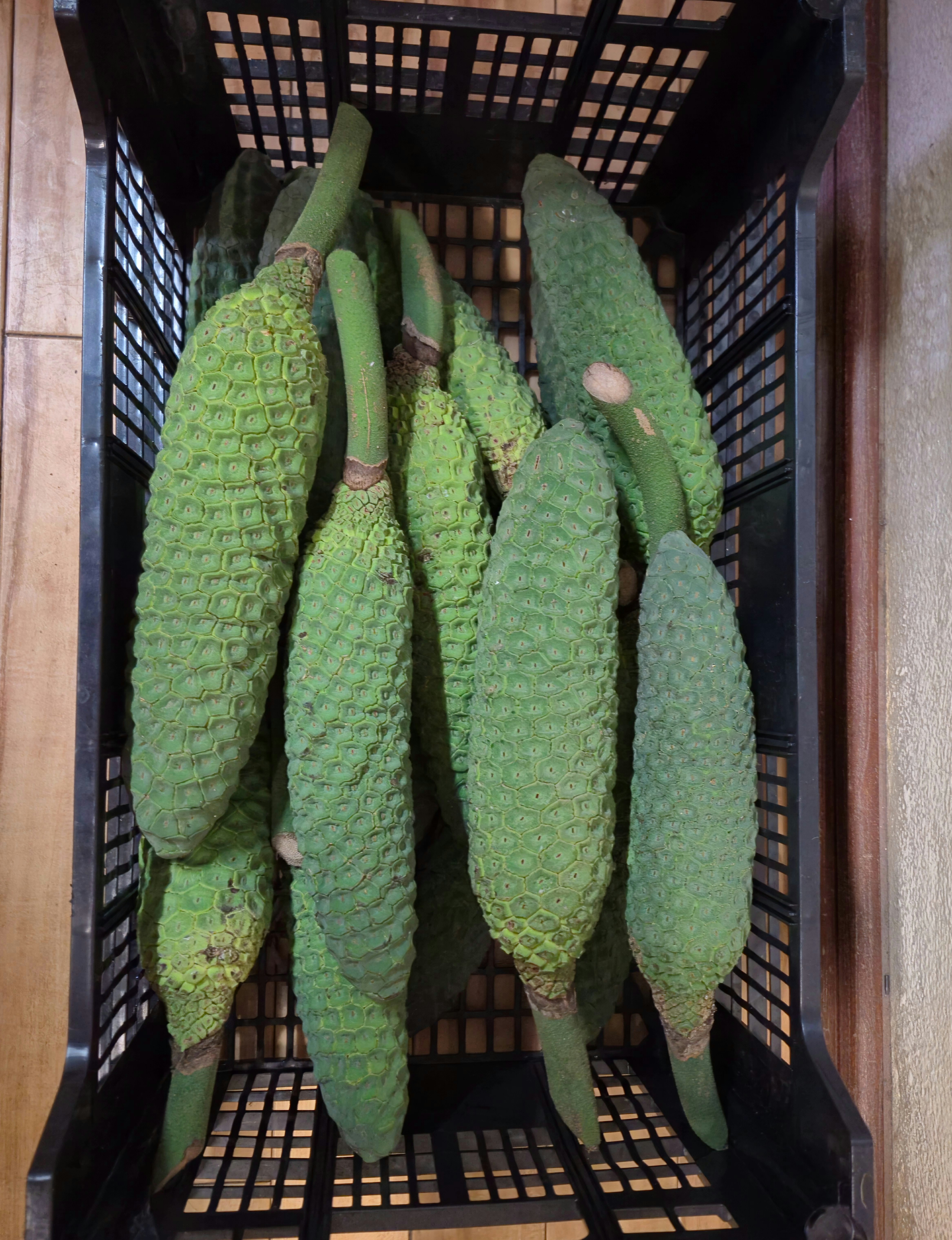 Filodendro (fruta)