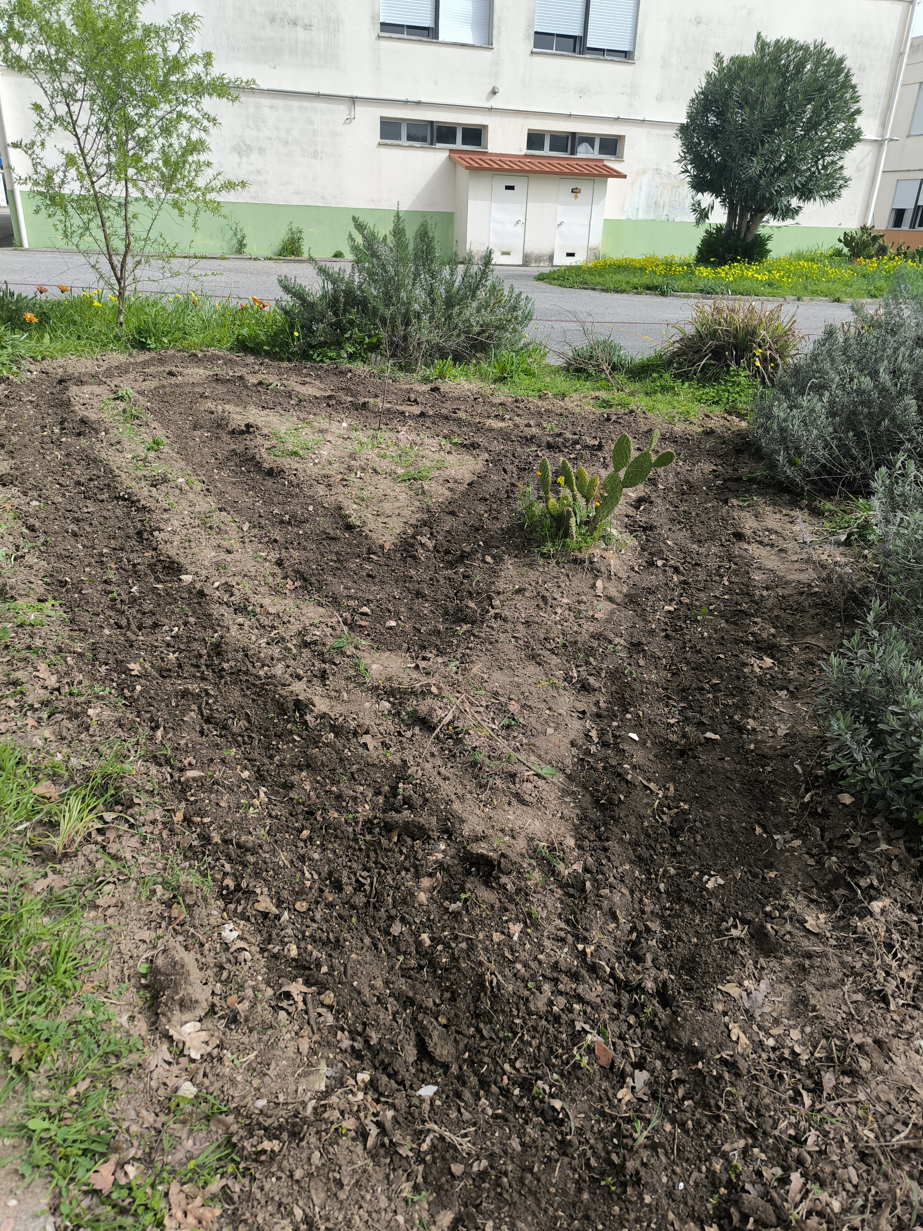 Verifica-se o terreno mexido Plantação de ervas aromáticas ( que não resultaram!!)