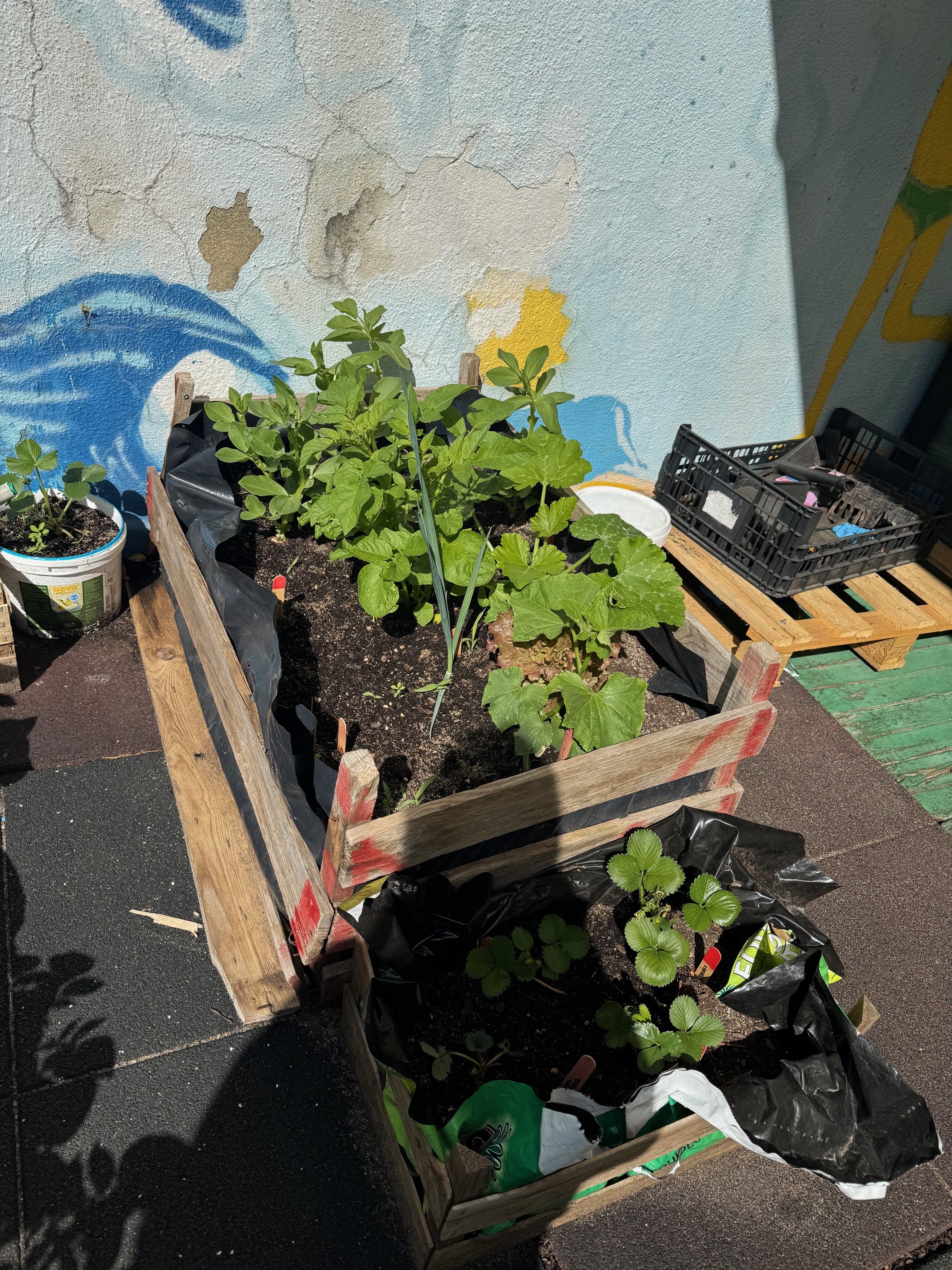 Os alunos plantaram diversas espécies vegetais como morangos.