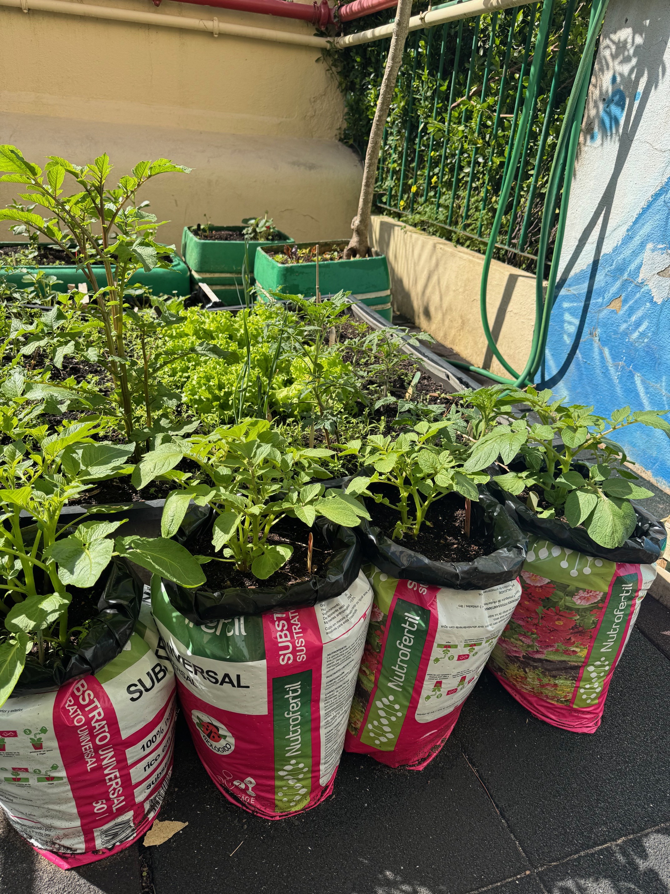 Foram reutilizados sacos de terra para plantar as batatas e assim aumentar a área de plantação
