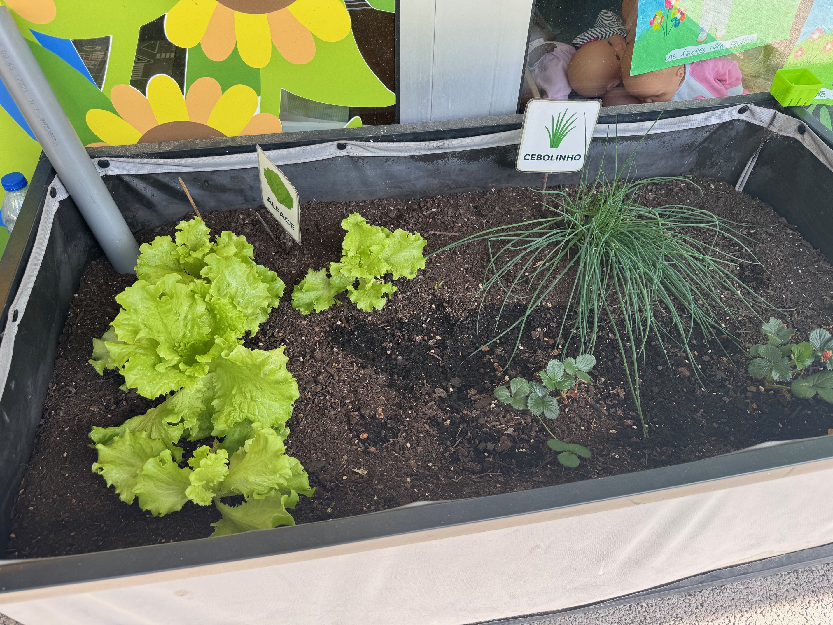 Horta da Infantil e Pré-Escolar