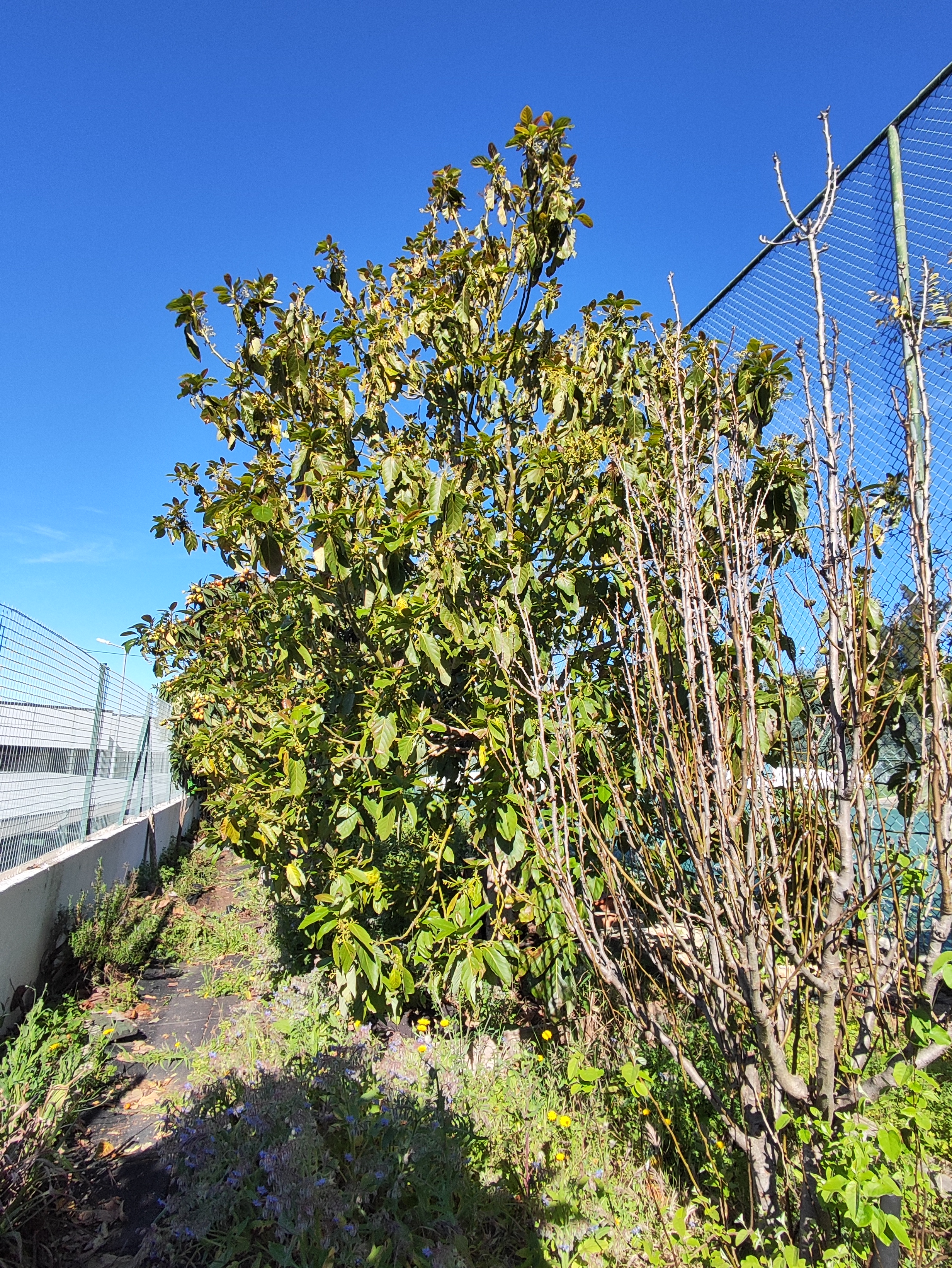 Árvores de fruto na horta