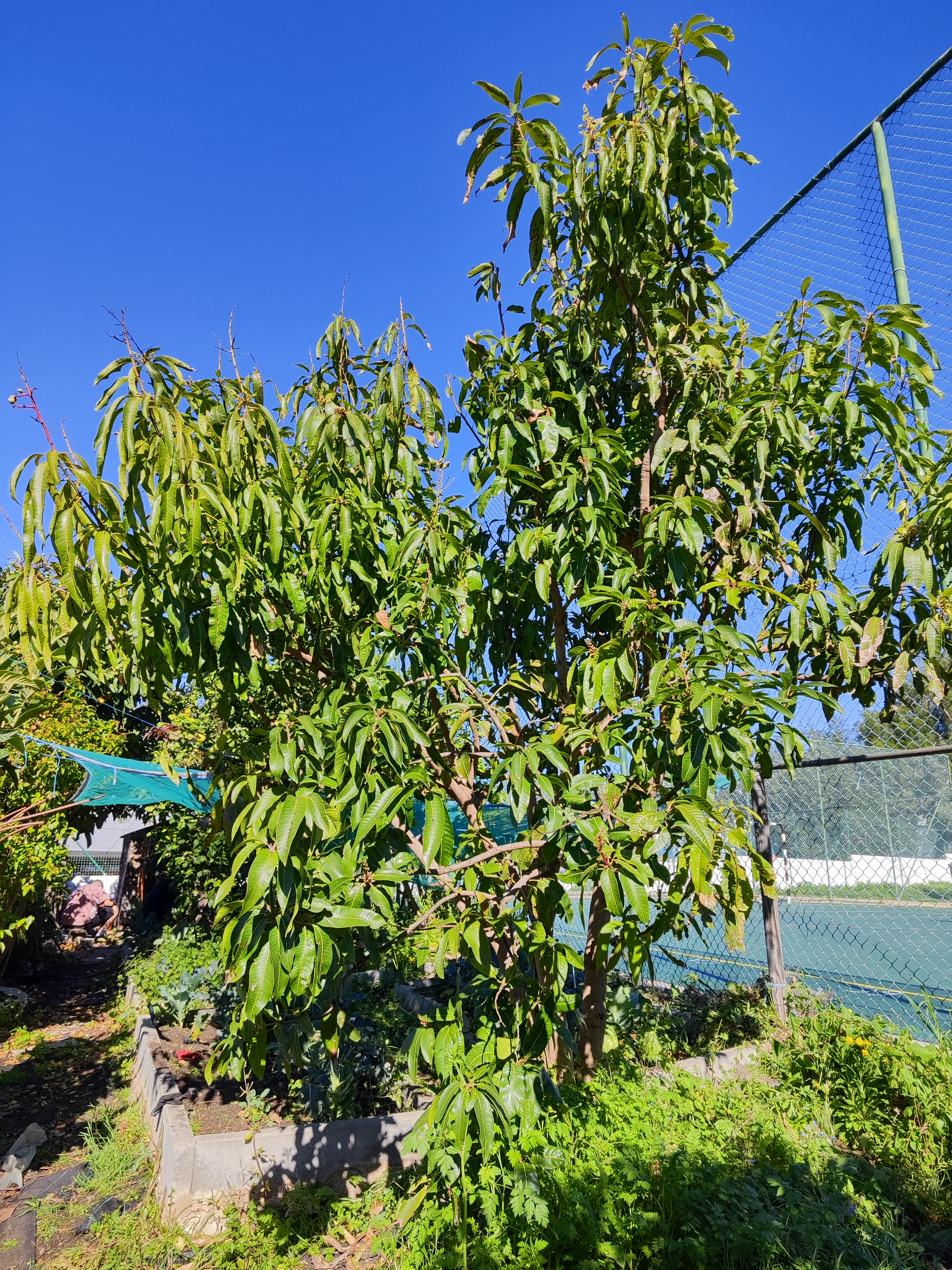 Árvore de fruto na horta