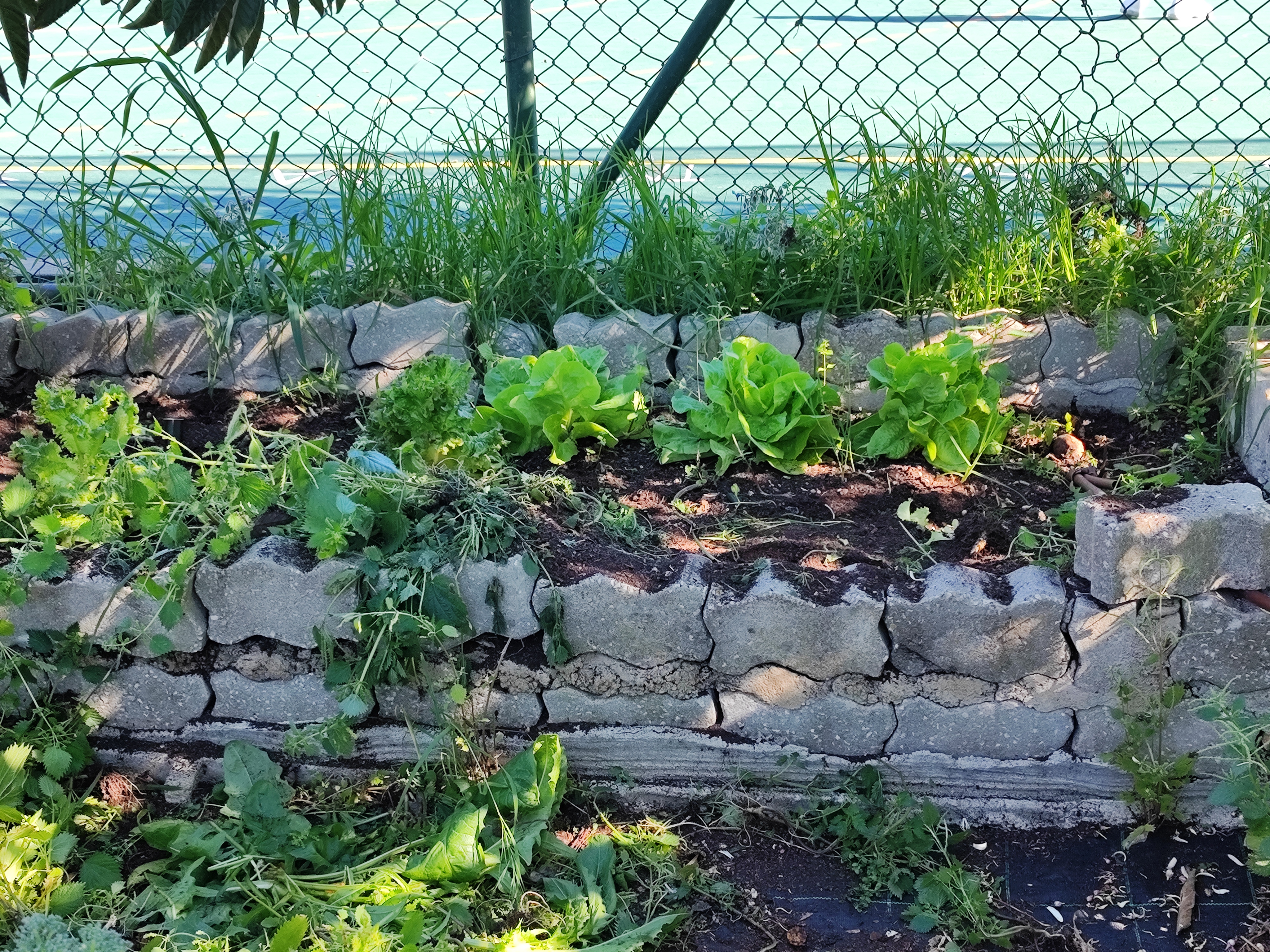 Canteiro com alfaces