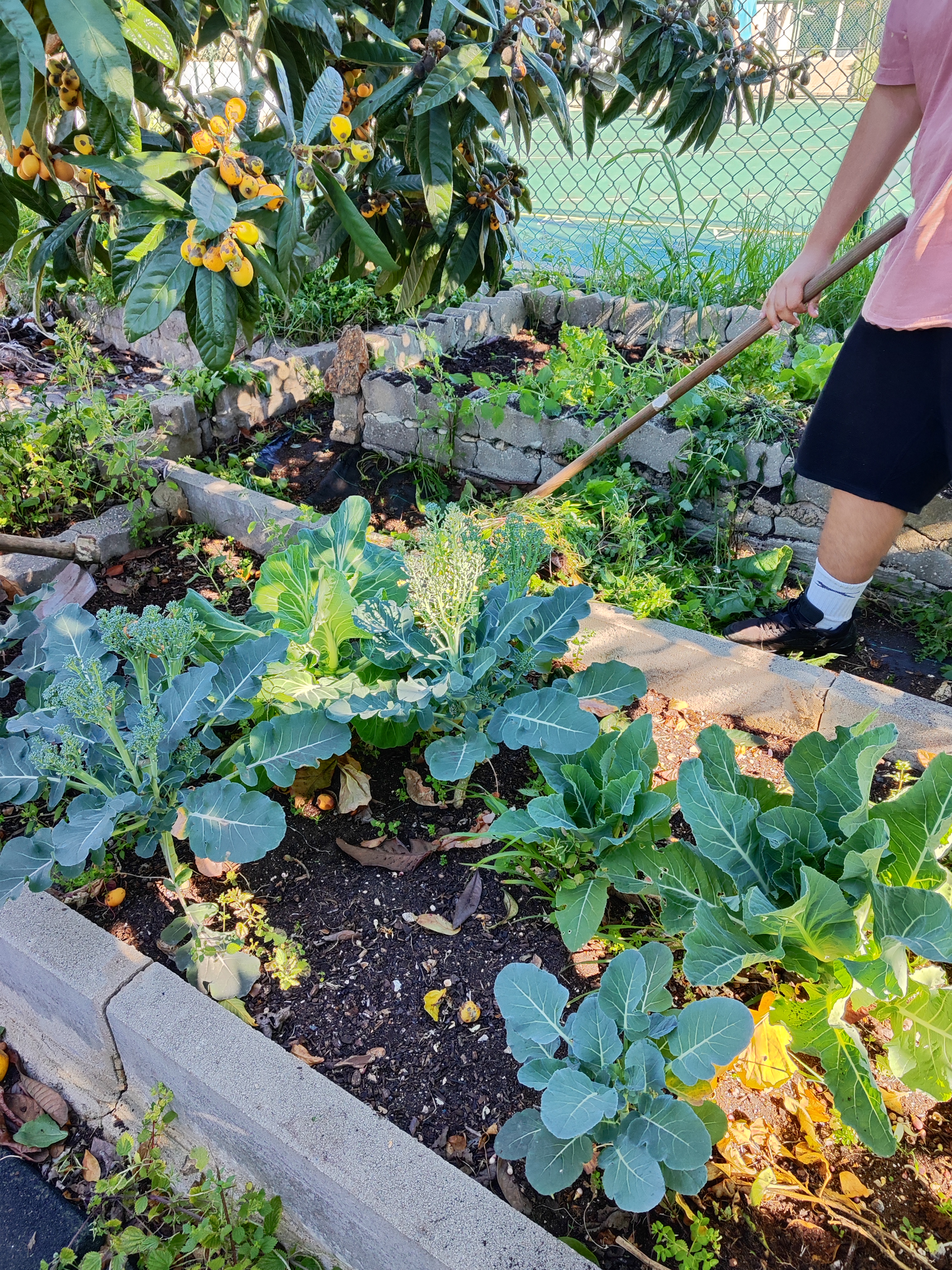 Limpeza canteiros - retirada ervas daninhas