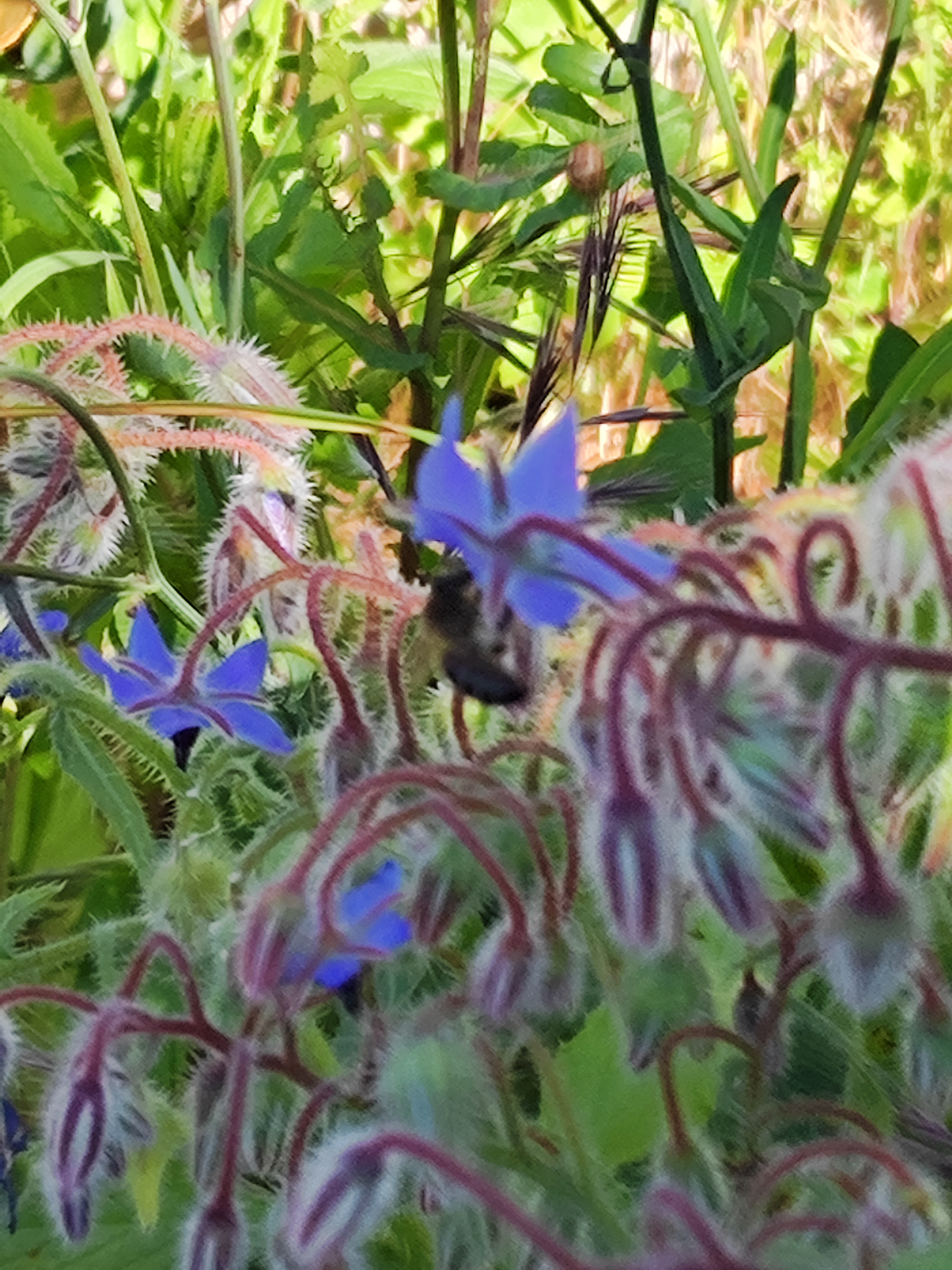 Polinizadores - abelha