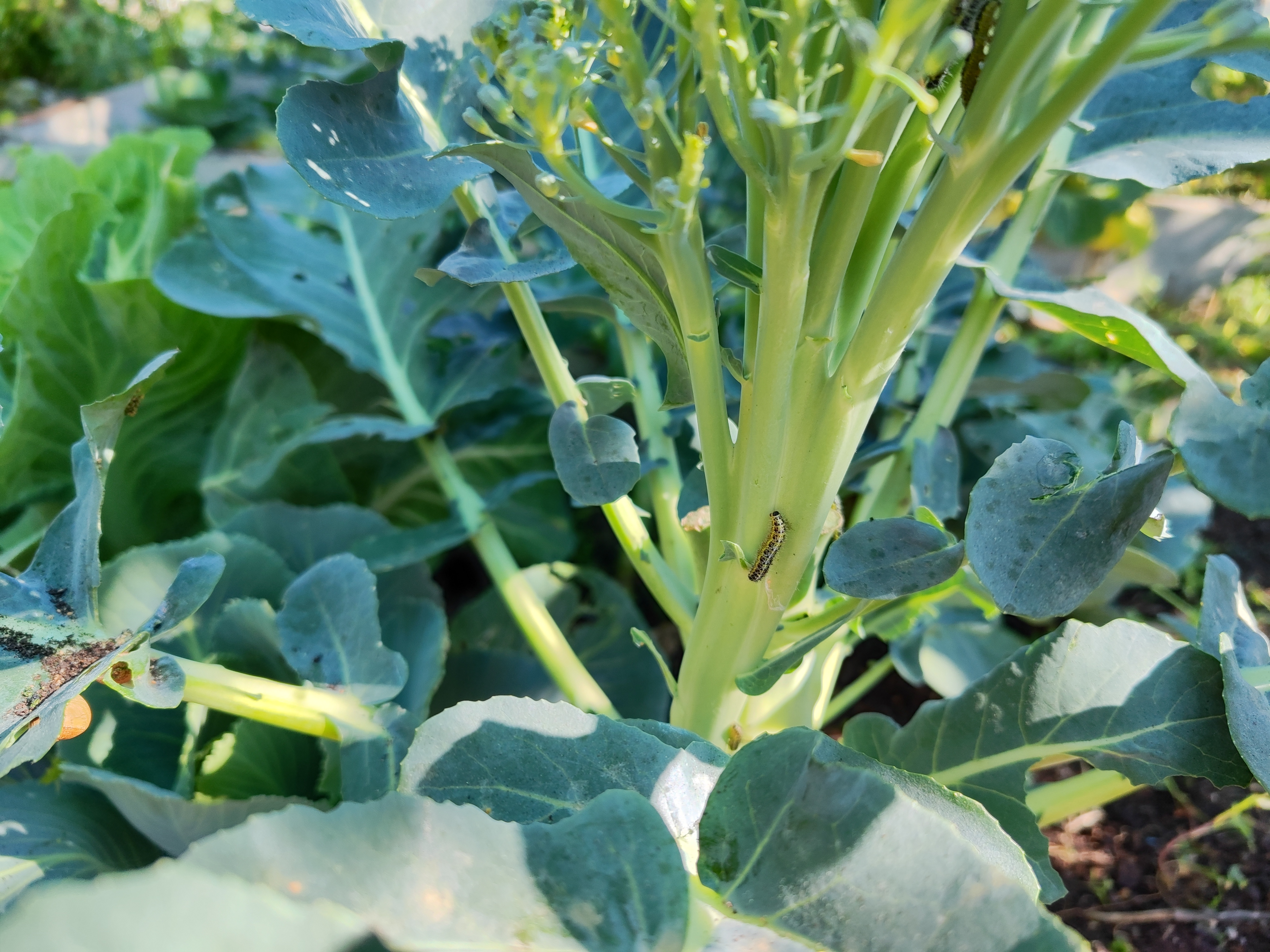 Pragas nas couves da horta