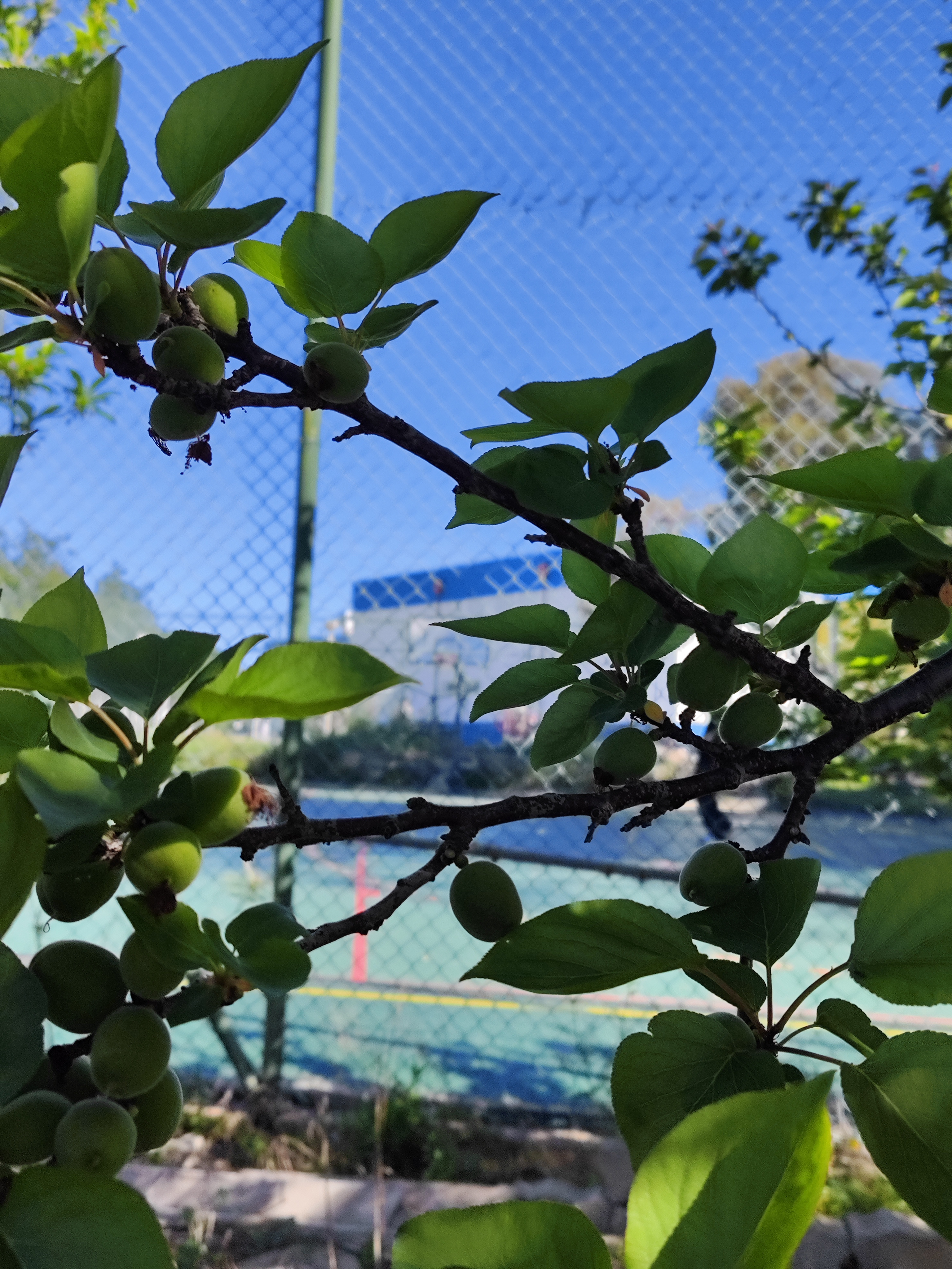 Pequenos frutos nas árvores de fruto