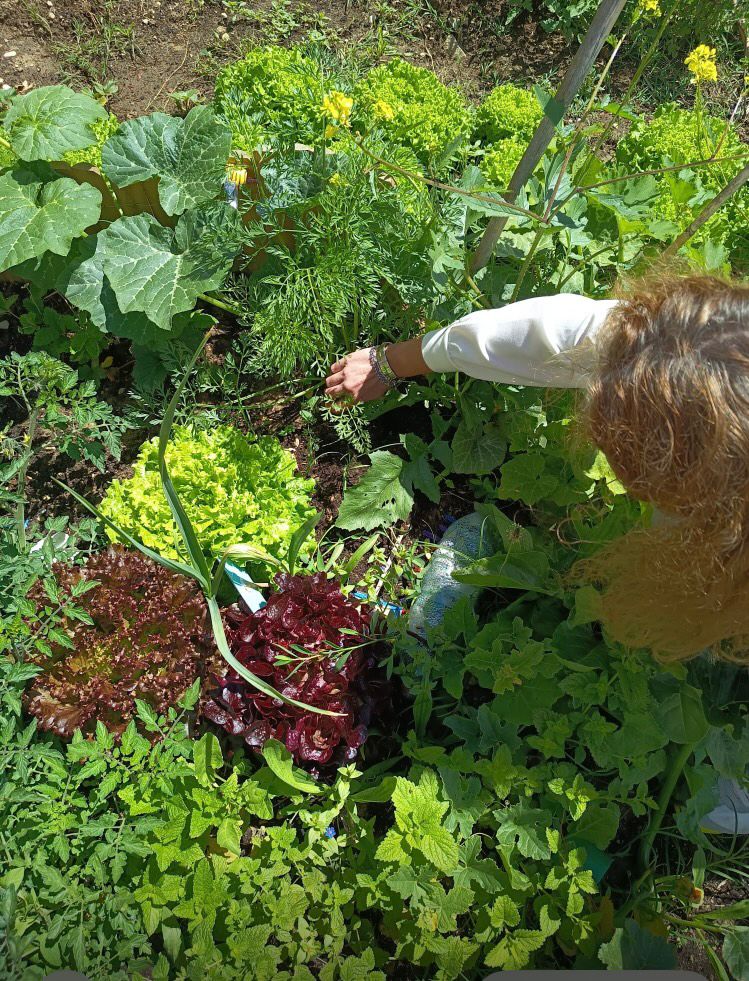 Legumes prontos a colher