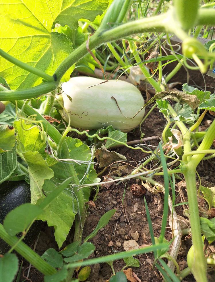 Legumes prontos a colher