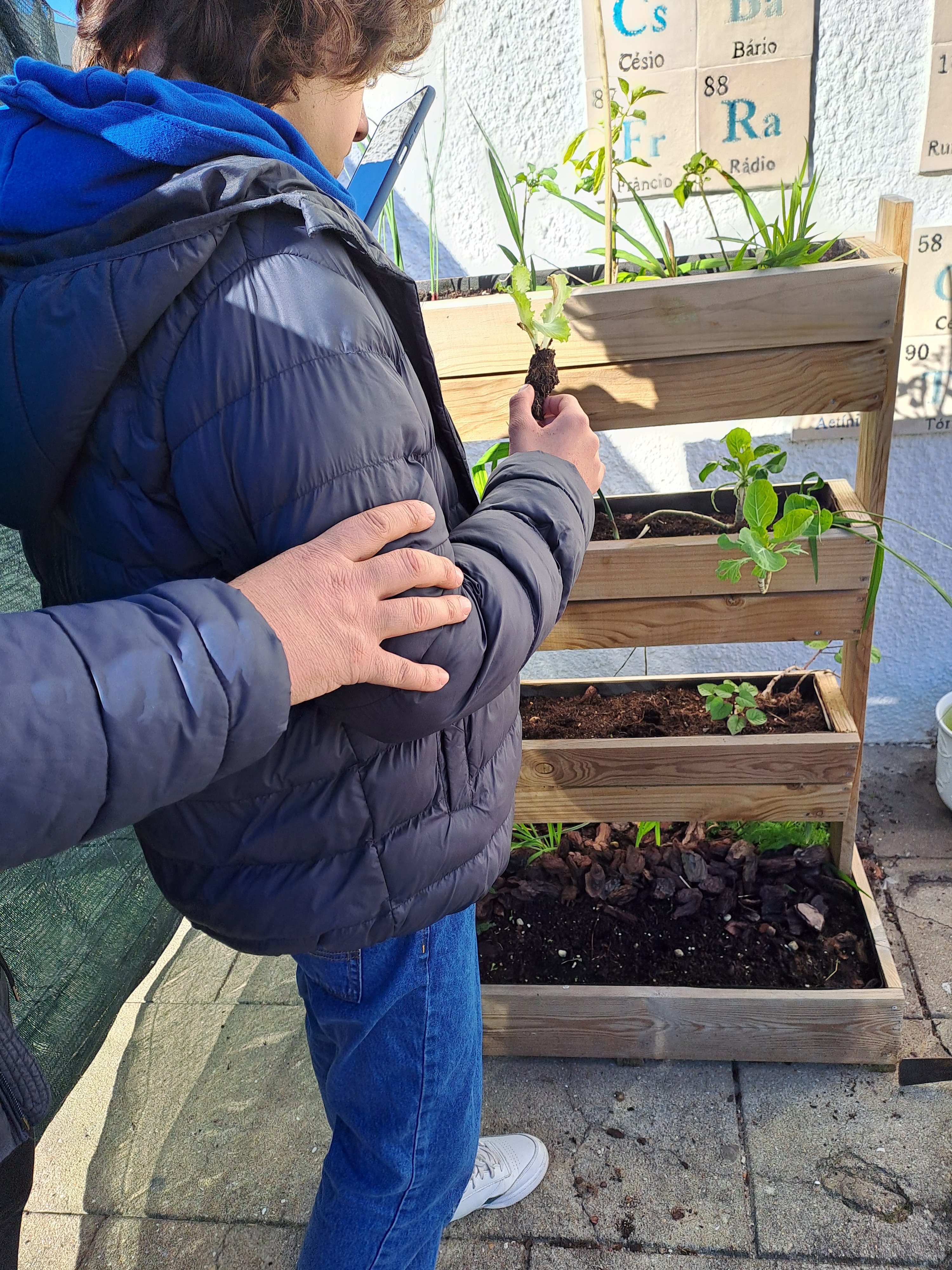 Primeira plantação de alface e flores - alunos do básico e do aluno do ensino especial