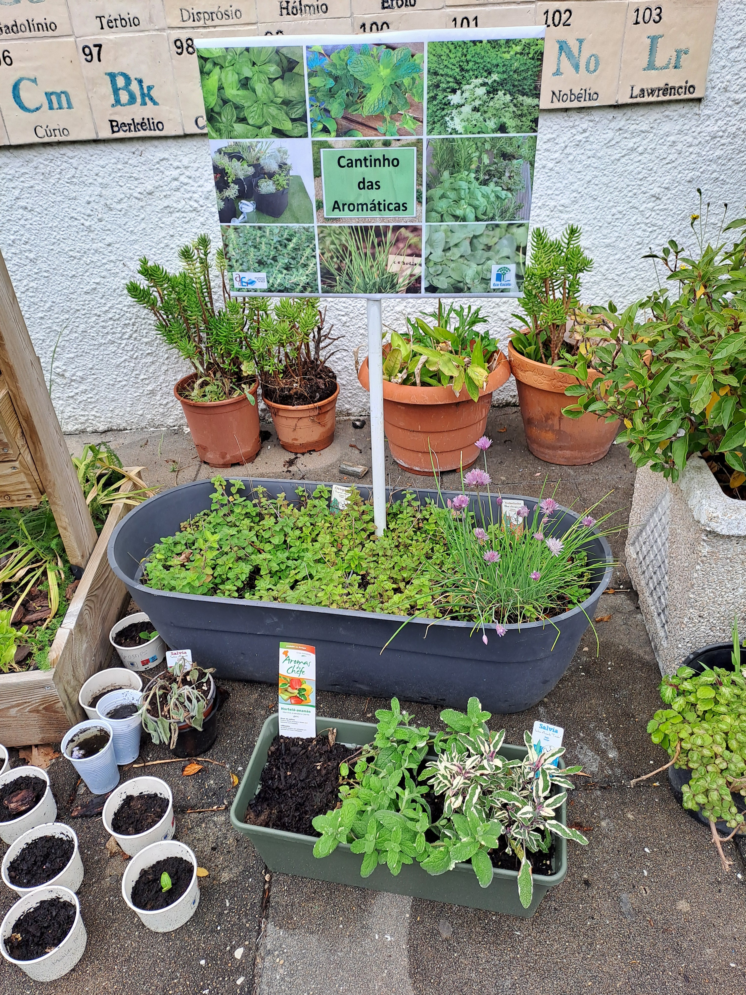 Os alunos do projeto também cuidam do cantinho das aromáticas e do local das suculentas. Aguardamos com expectativa o crescimento da nossa horta!