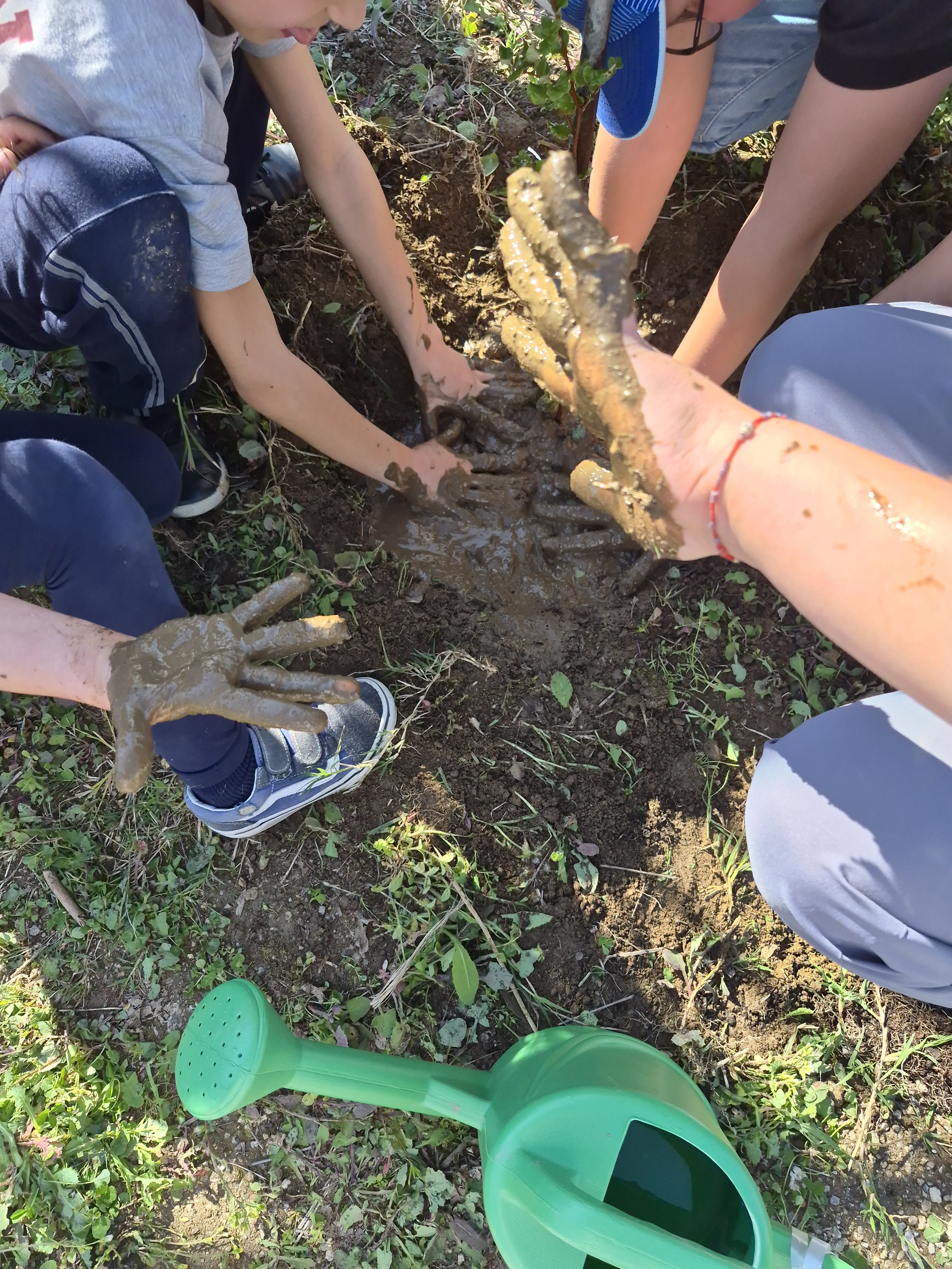 Cuidar das sementeiras. Regar, cuidar, observar e registar a evolução e crescimento das diversas plantas hortícolas em fase de germinação.