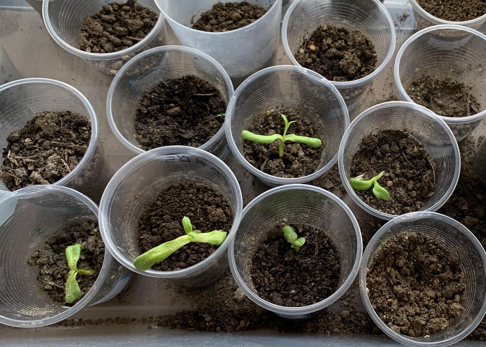 Transplante dos girassóis. Após as sementeira em recipientes , dentro do espaço interior de sala de aula, é chegada a hora de colocar os girassóis no solo da horta.