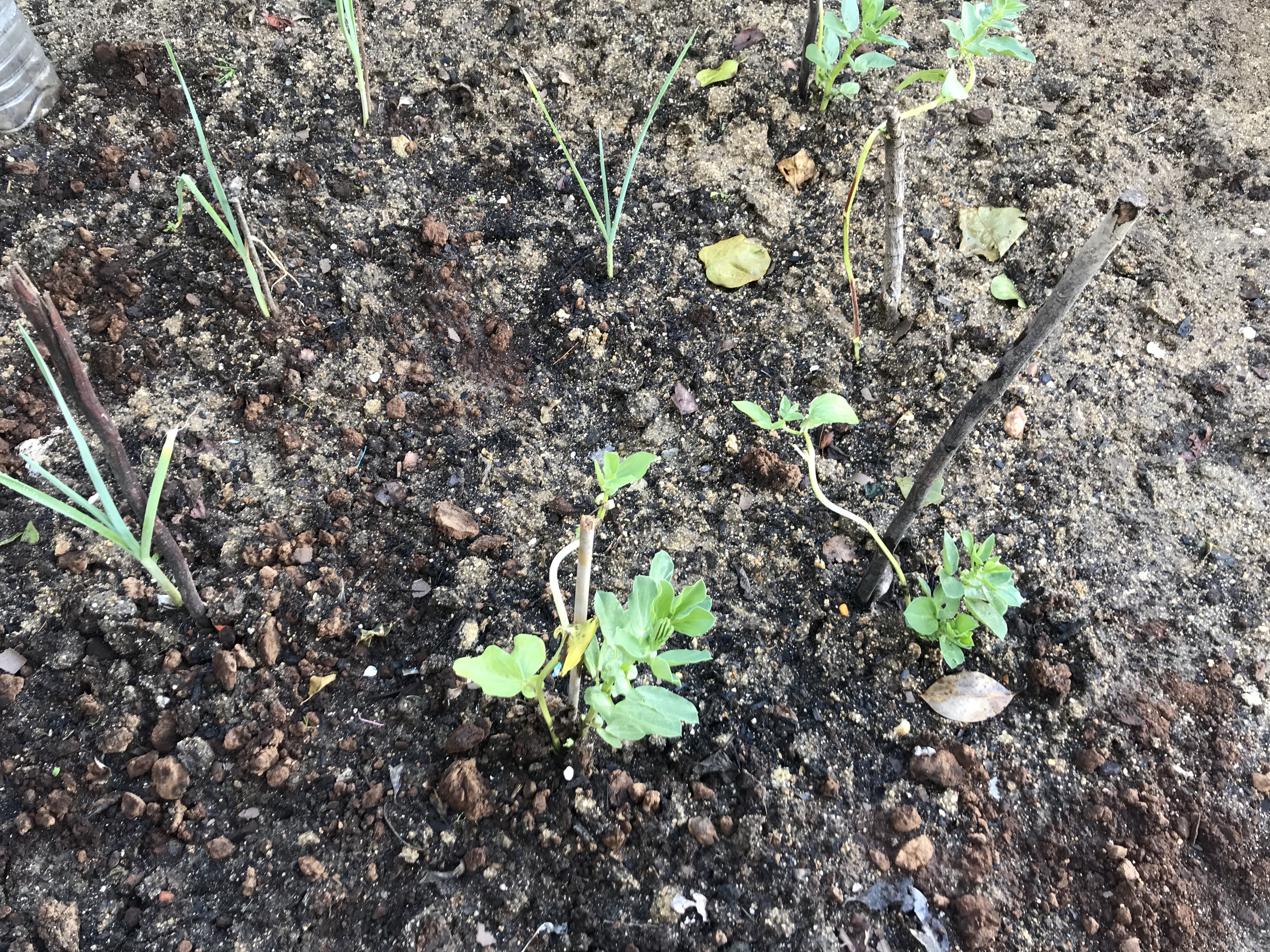 Alhos e favas em desenvolvimento.