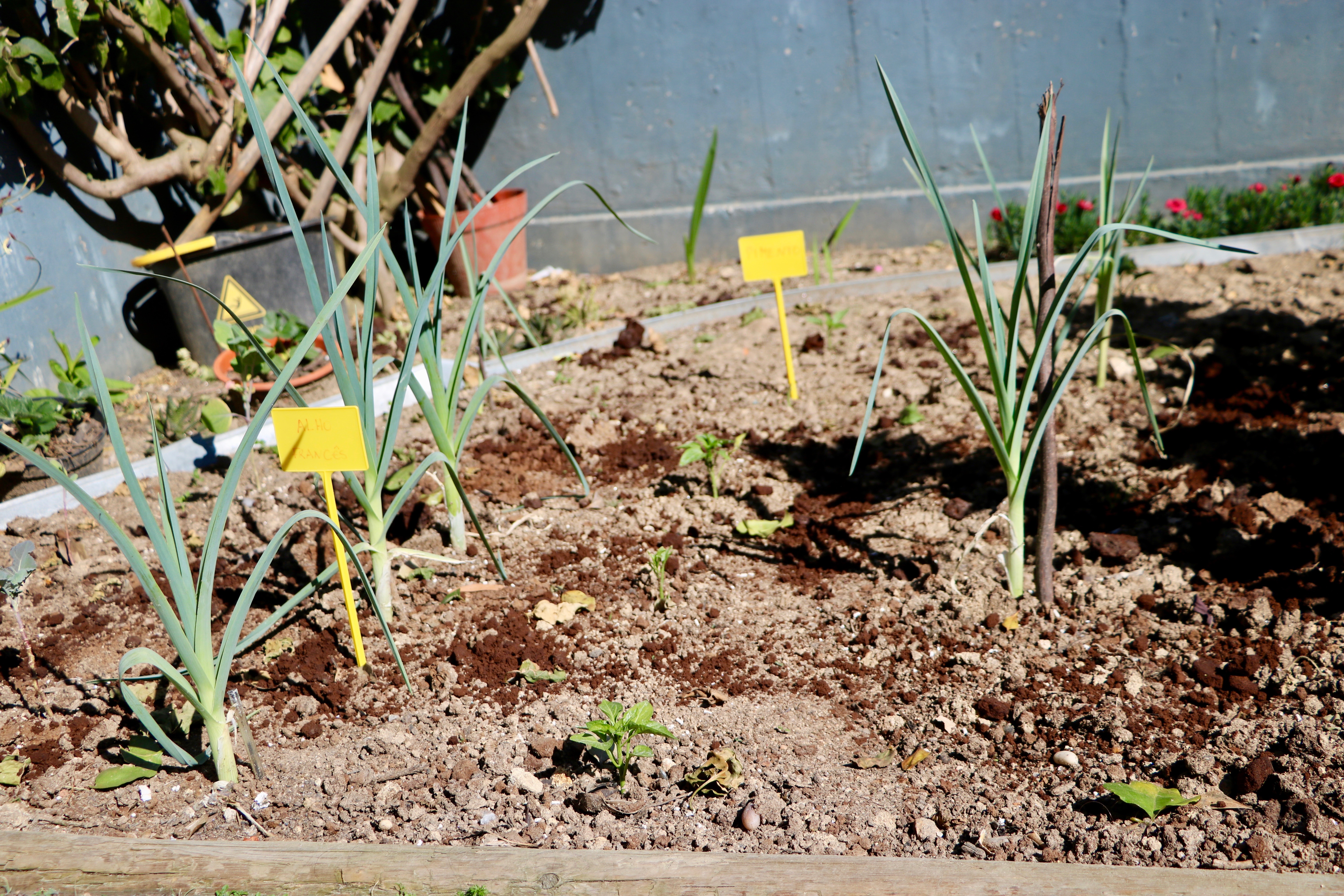 Alho francês em crescimento, intercalados com pequenos tomateiros no início do seu desenvolvimento.