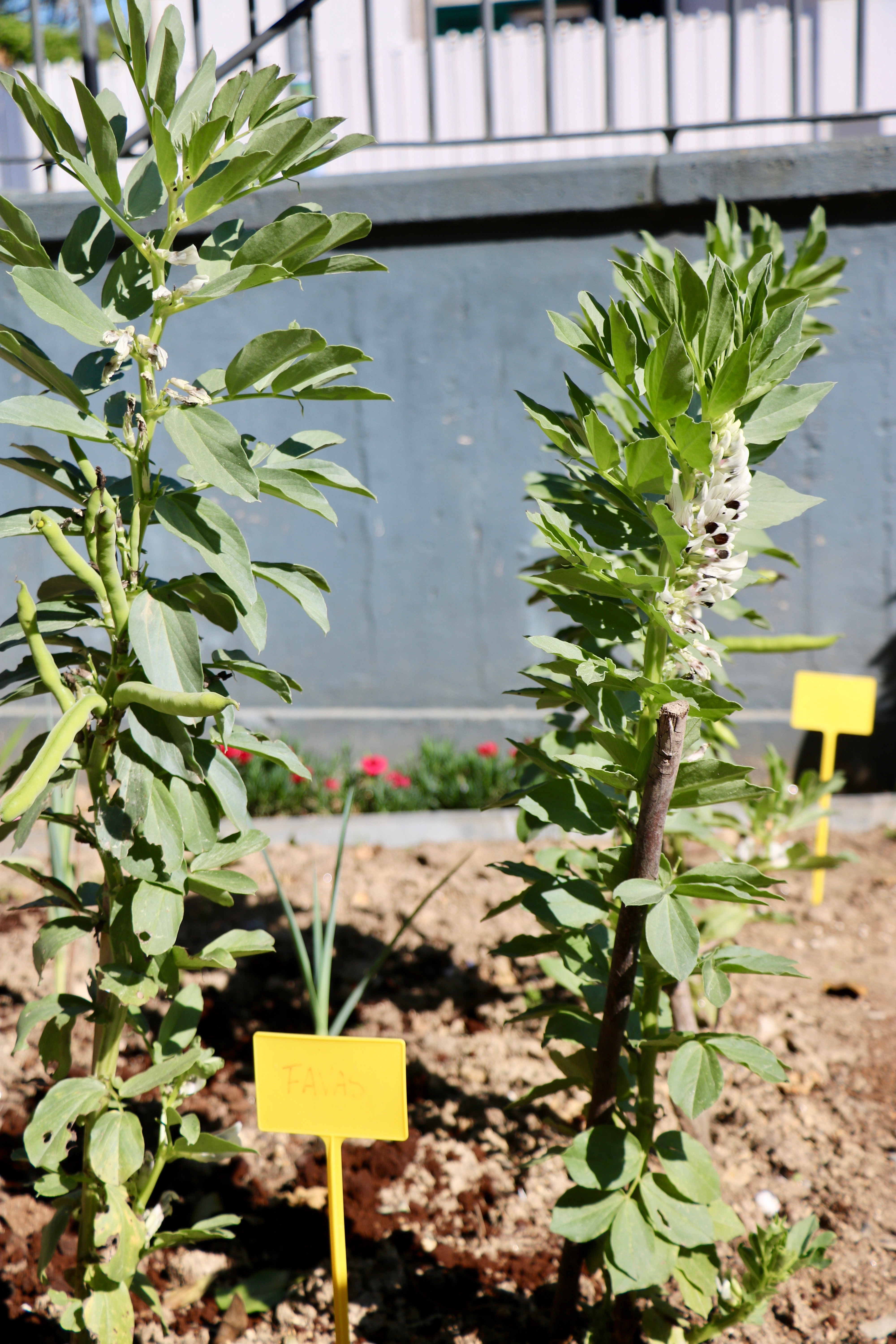 Favas em diferentes estágios de desenvolvimento: em floração e já com vagens.