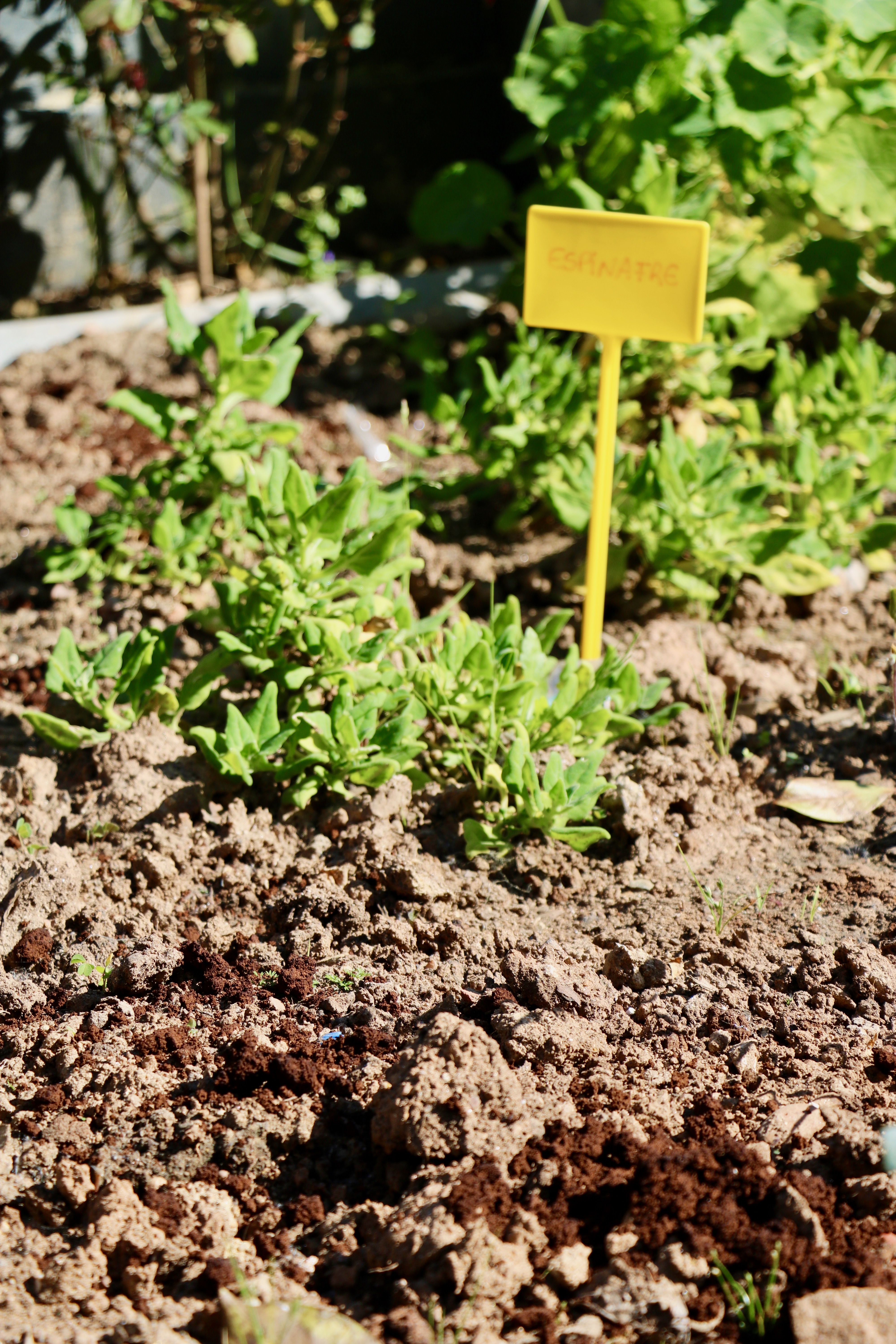 Espinafres em desenvolvimento; utilização de borras de café como fertilizante do solo.
