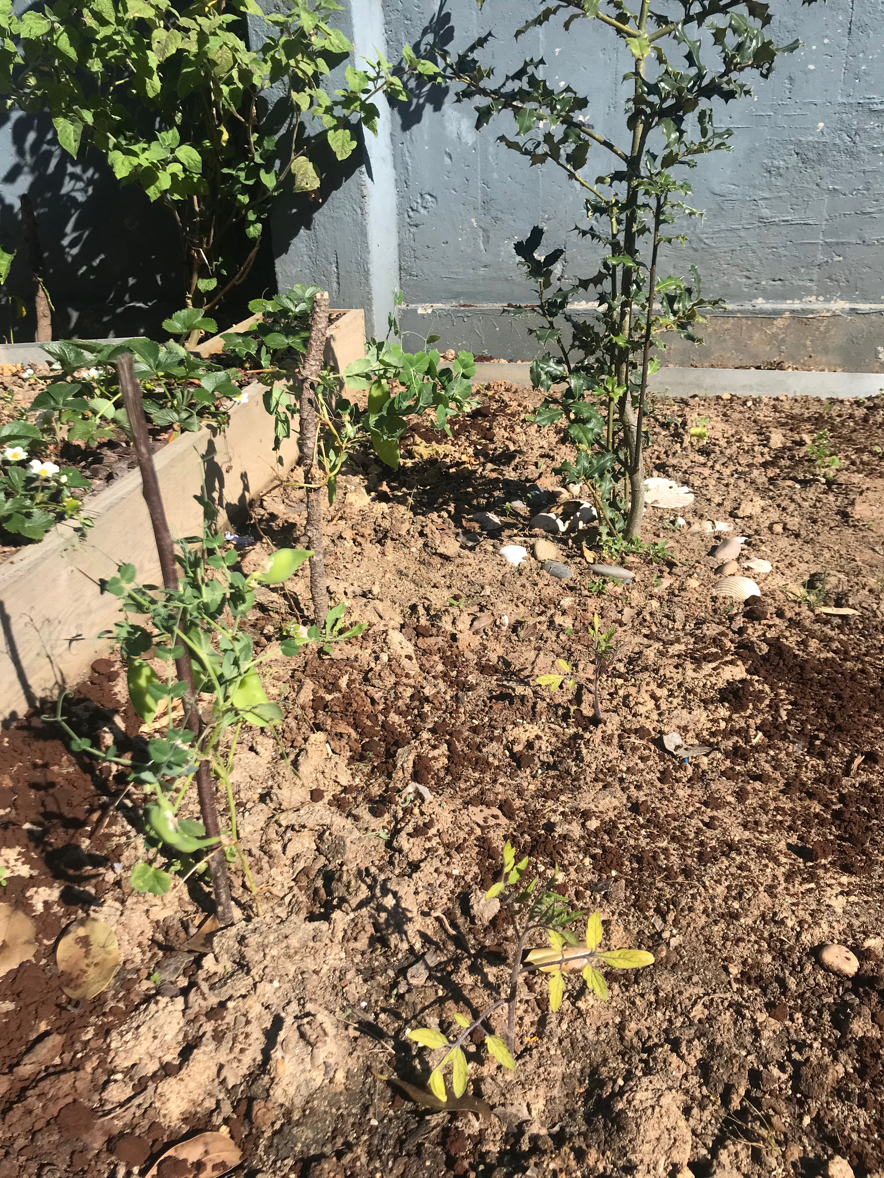 Ervilhas em crescimento sob a vigilância do guardião da horta – um azevinho.