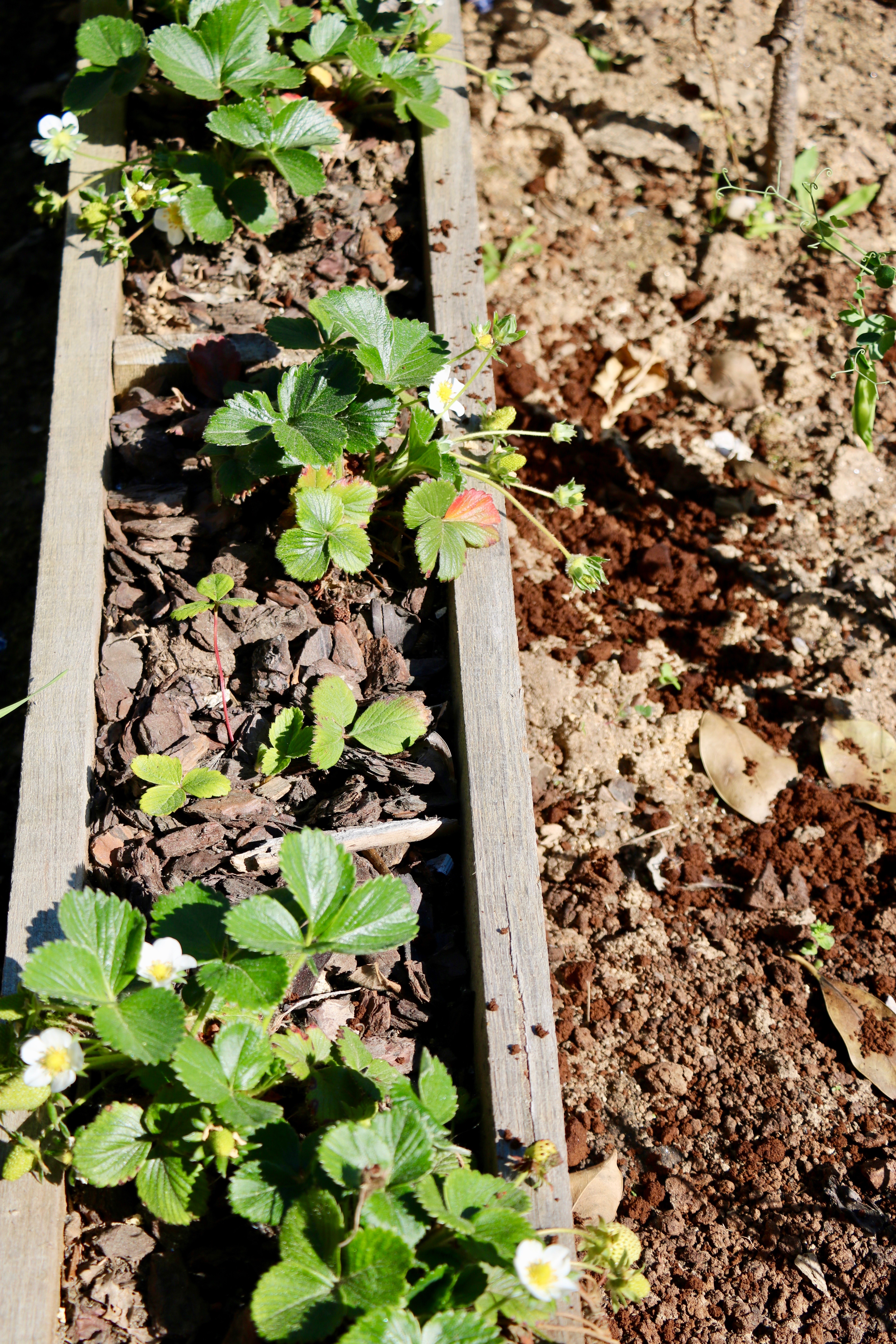 No canteiro dos morangueiros - em floração.