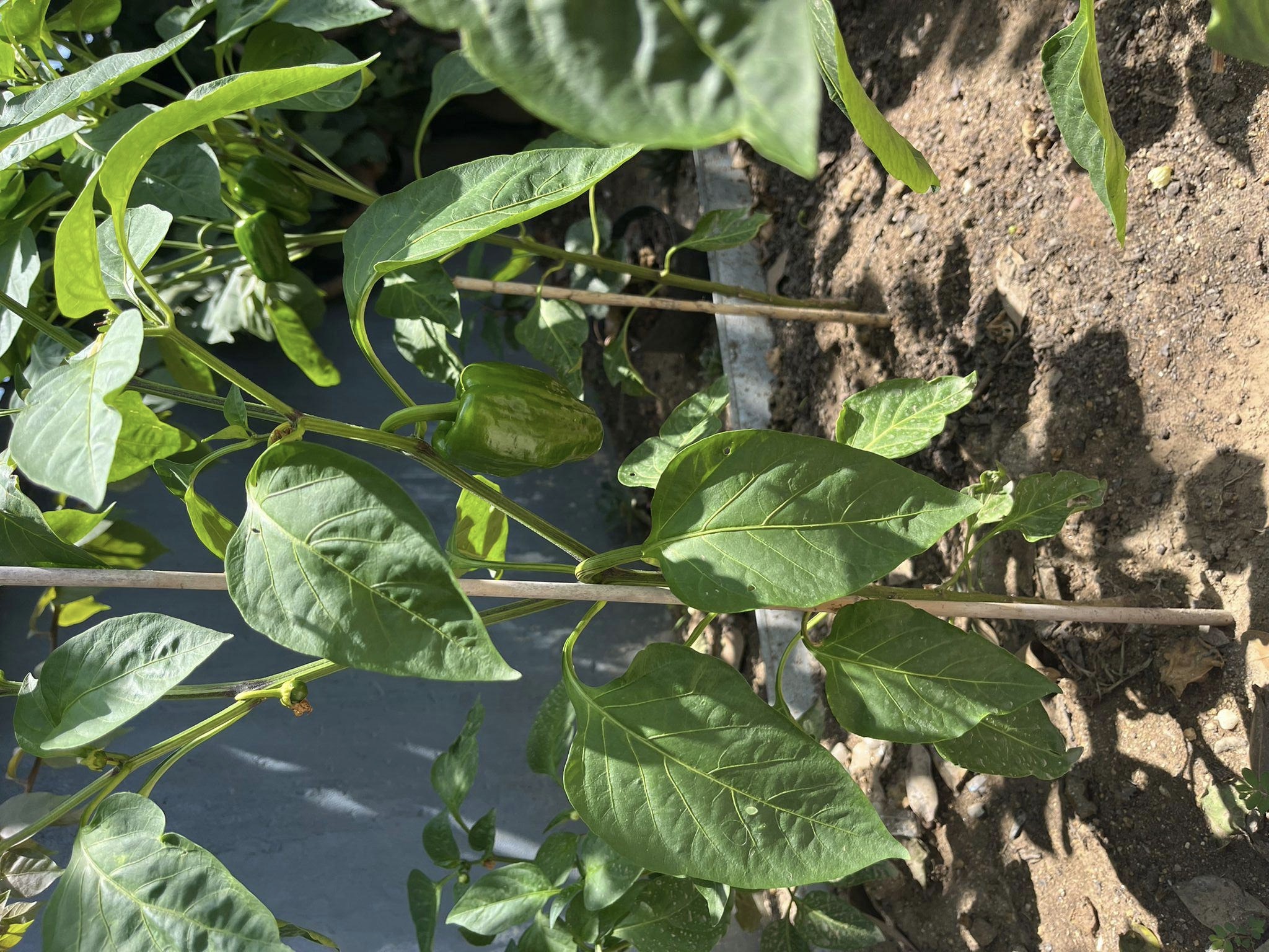 Pimenteiros com frutos em desenvolvimento.