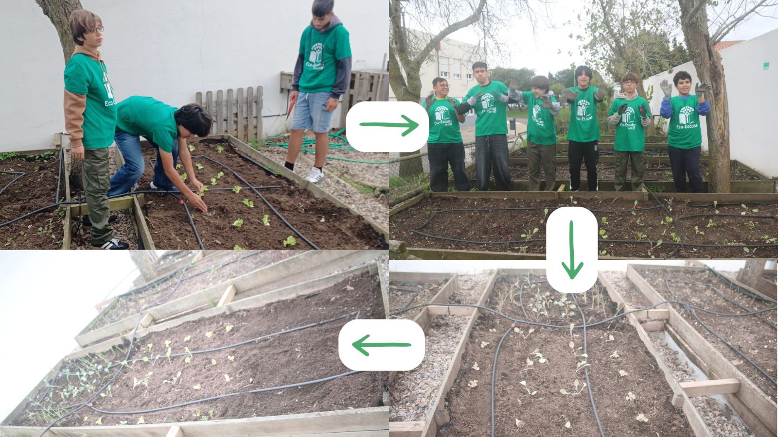 2 Plantações de várias hortícolas (alfaces, alho francês, couve portuguesa, beterrabas, funcho, etc)