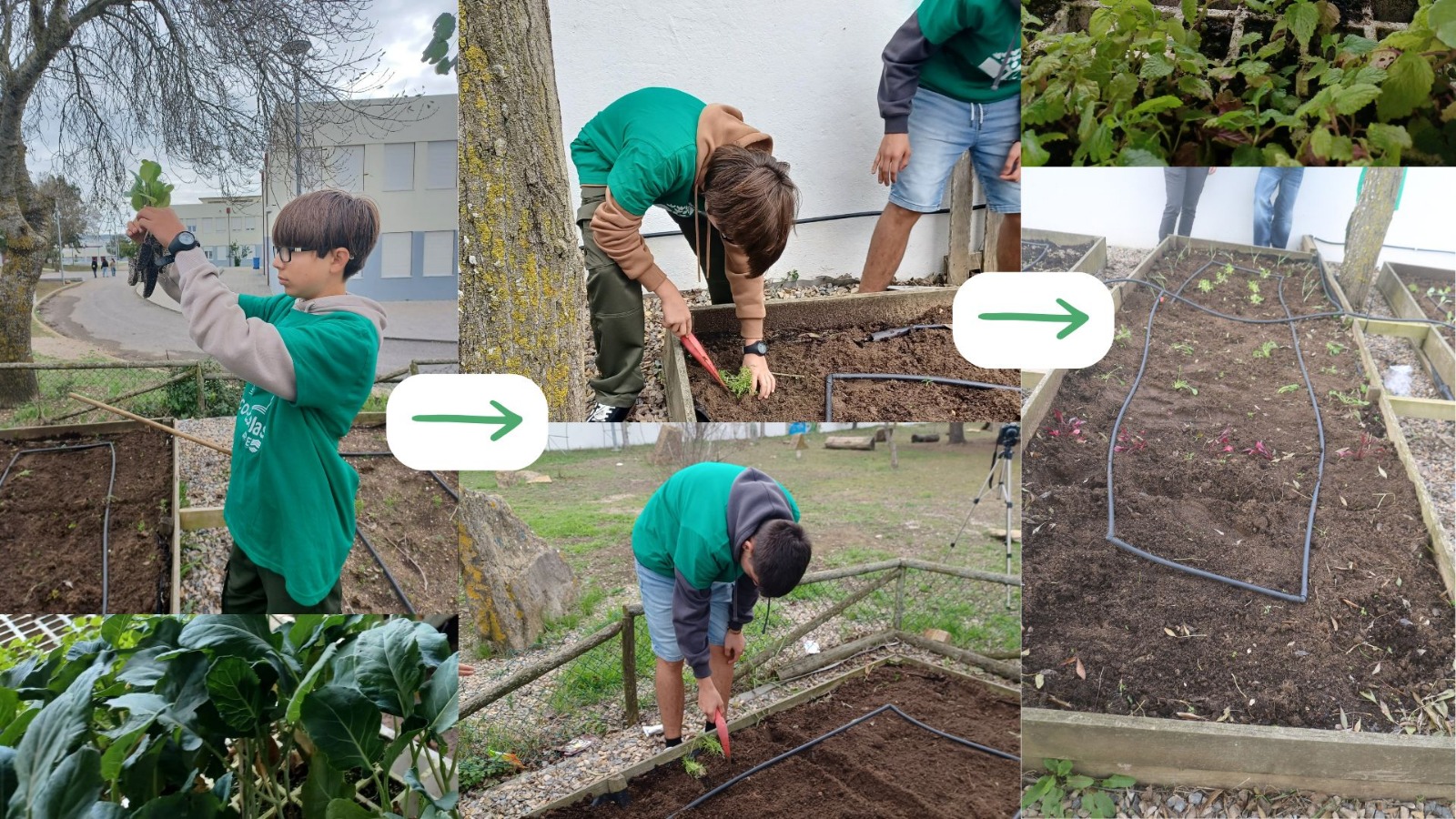 3 Plantações de várias hortícolas (alfaces, alho francês, couve portuguesa, beterrabas, funcho, etc.)