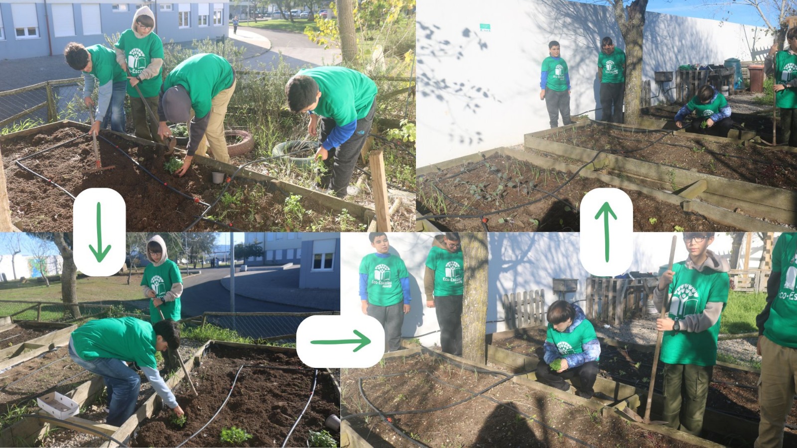 4 Plantações de várias ervas aromáticas (coentros, salsa, hortelã, etc.)