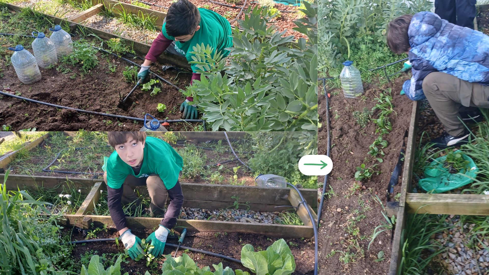 Continuação de plantações
