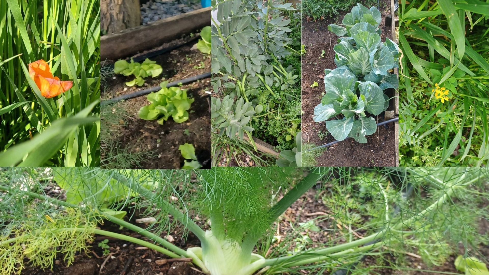 Crescimento de alguns legumes e flores na horta biológica