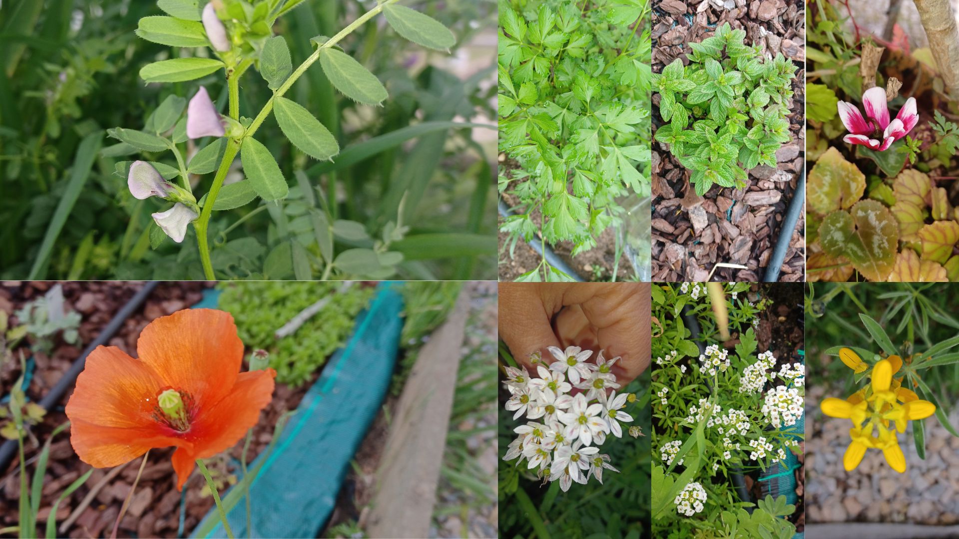 Flores da nossa horta