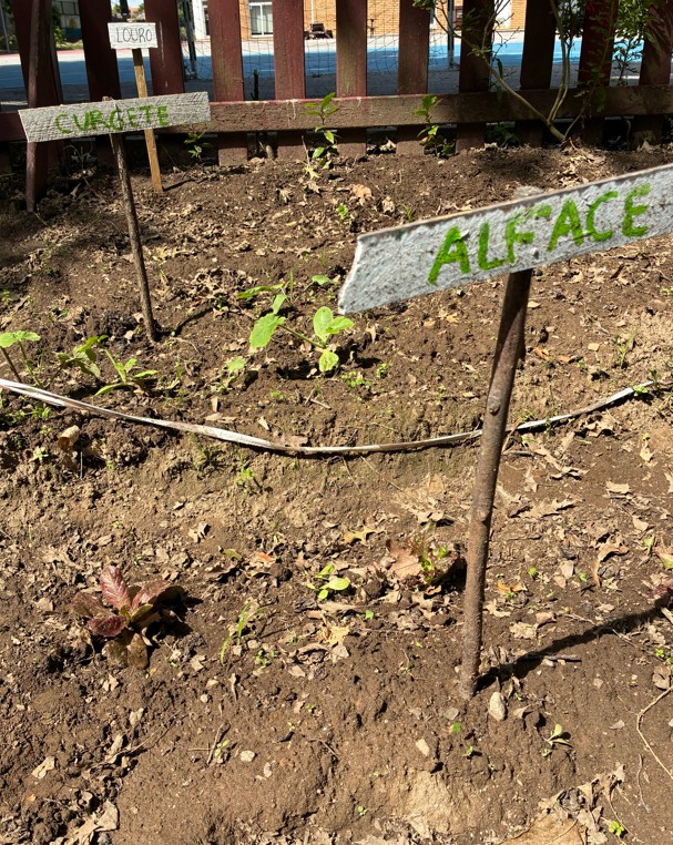 Enriquecemos a horta escolar com a plantação de abóboras, curgetes e alfaces, promovendo a biodiversidade e a agricultura sustentável.