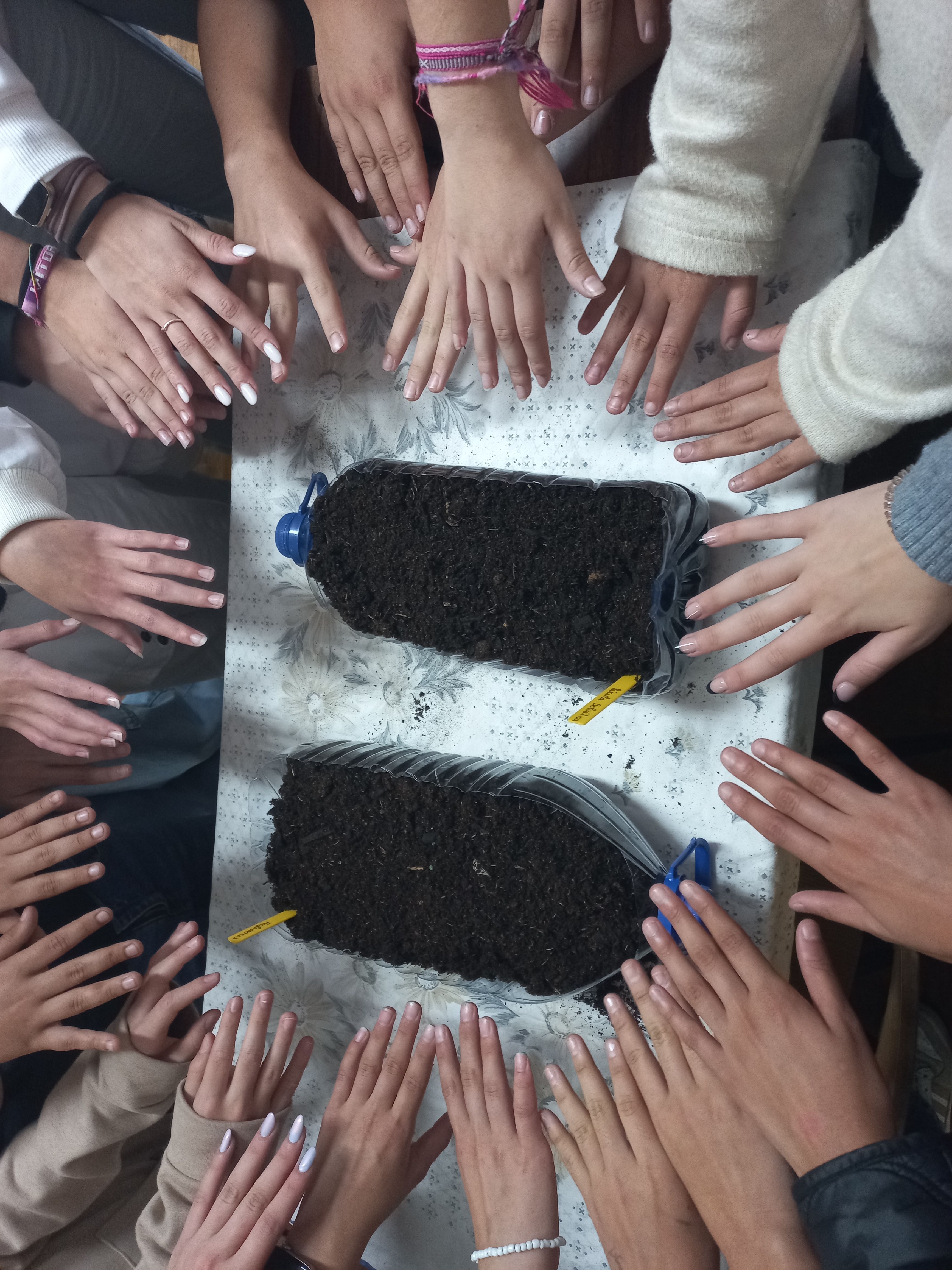 Os alunos participam nas sementeiras.