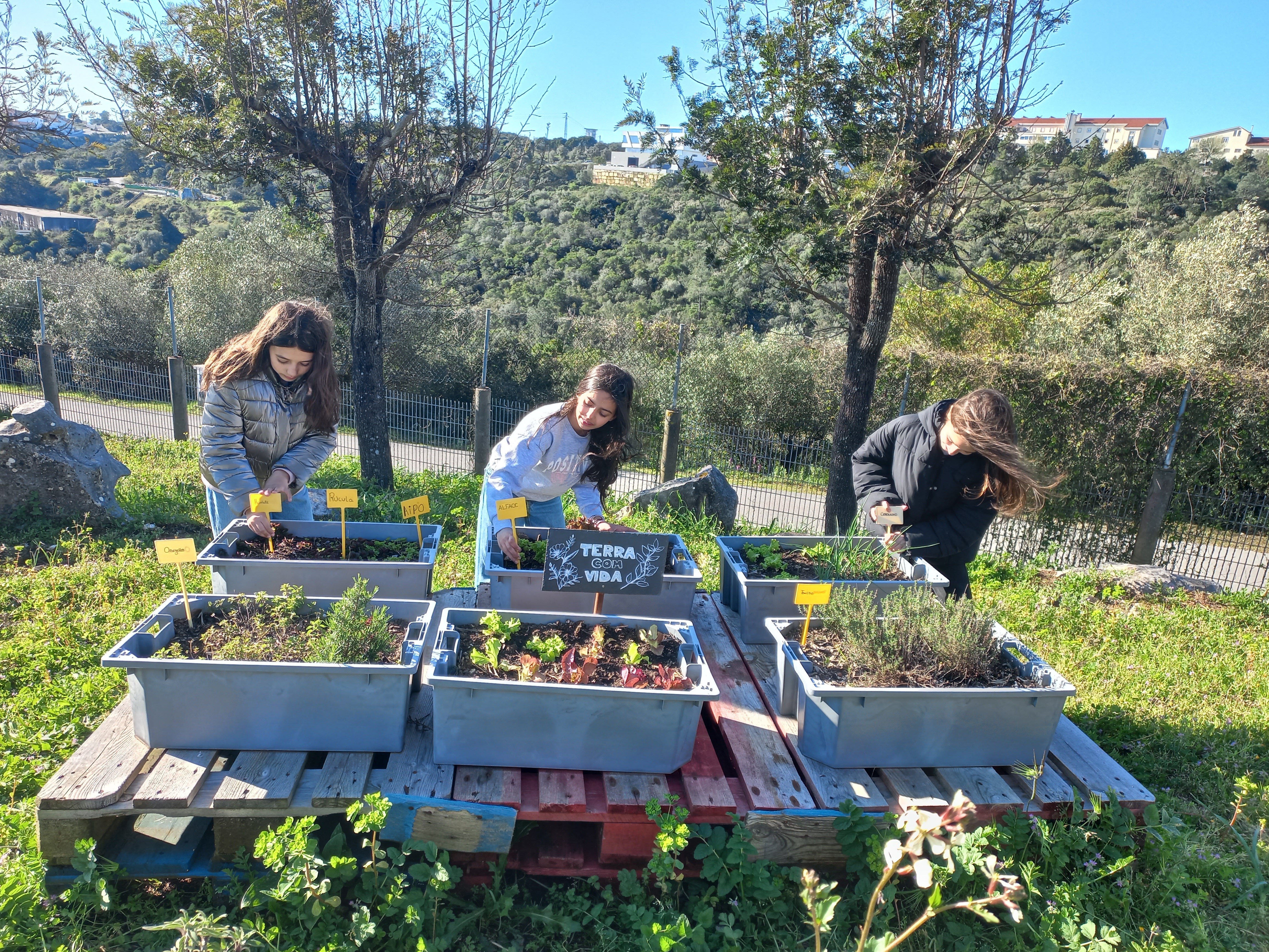 Colocam-se etiquetas nas plantas, para as reconhecermos.