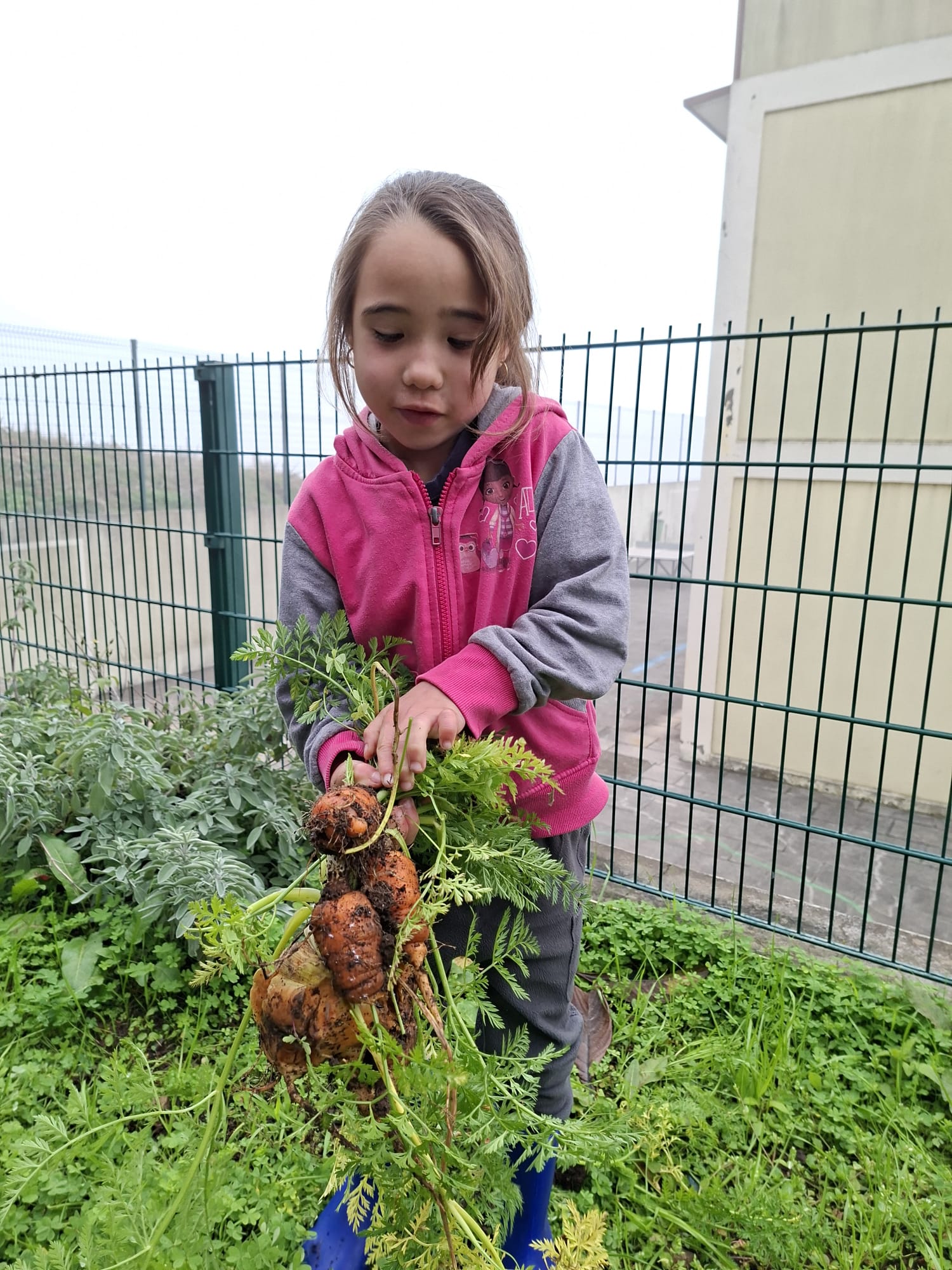 Colheita de cenouras