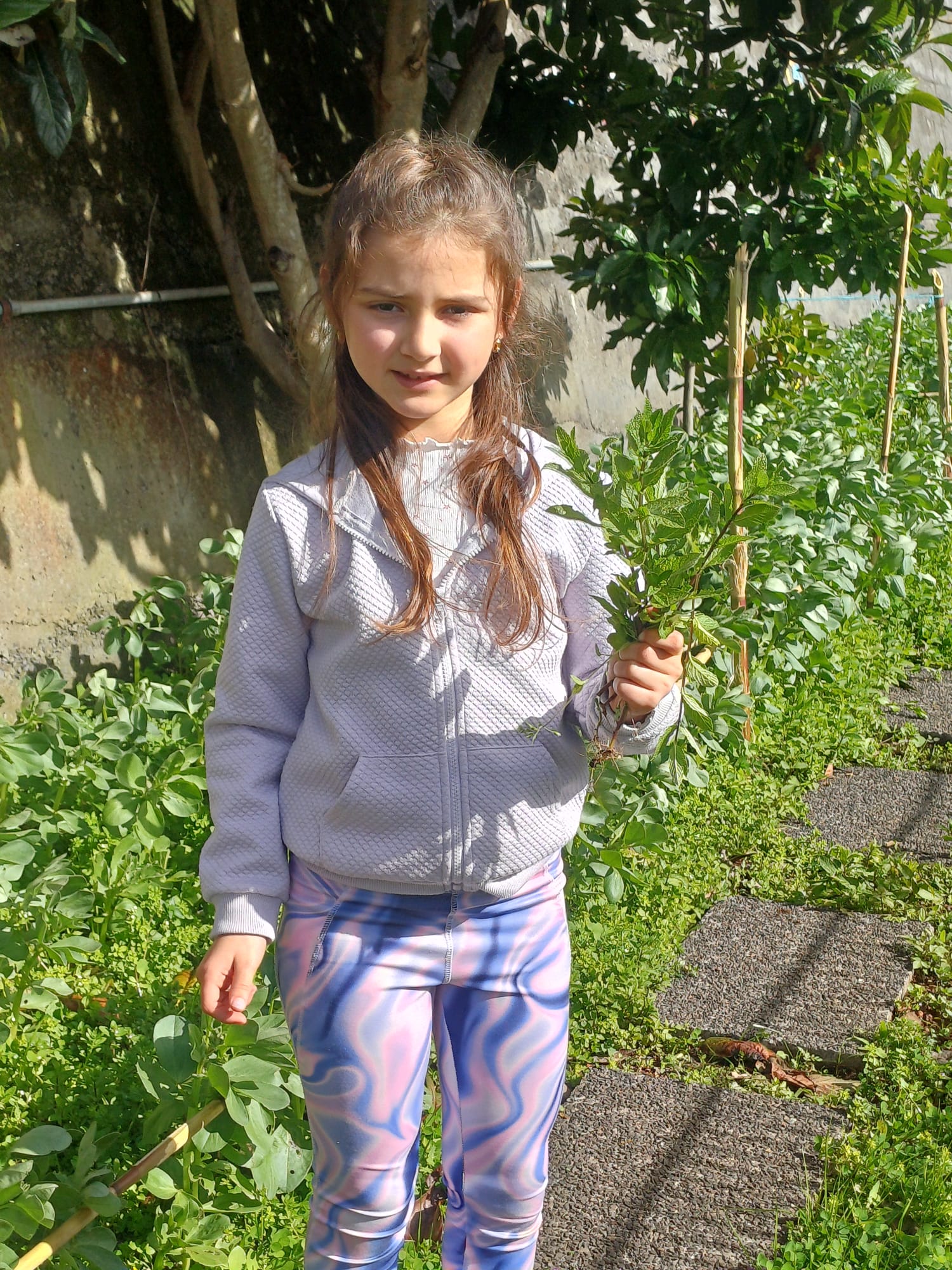 Colheita de erva-cidreira.