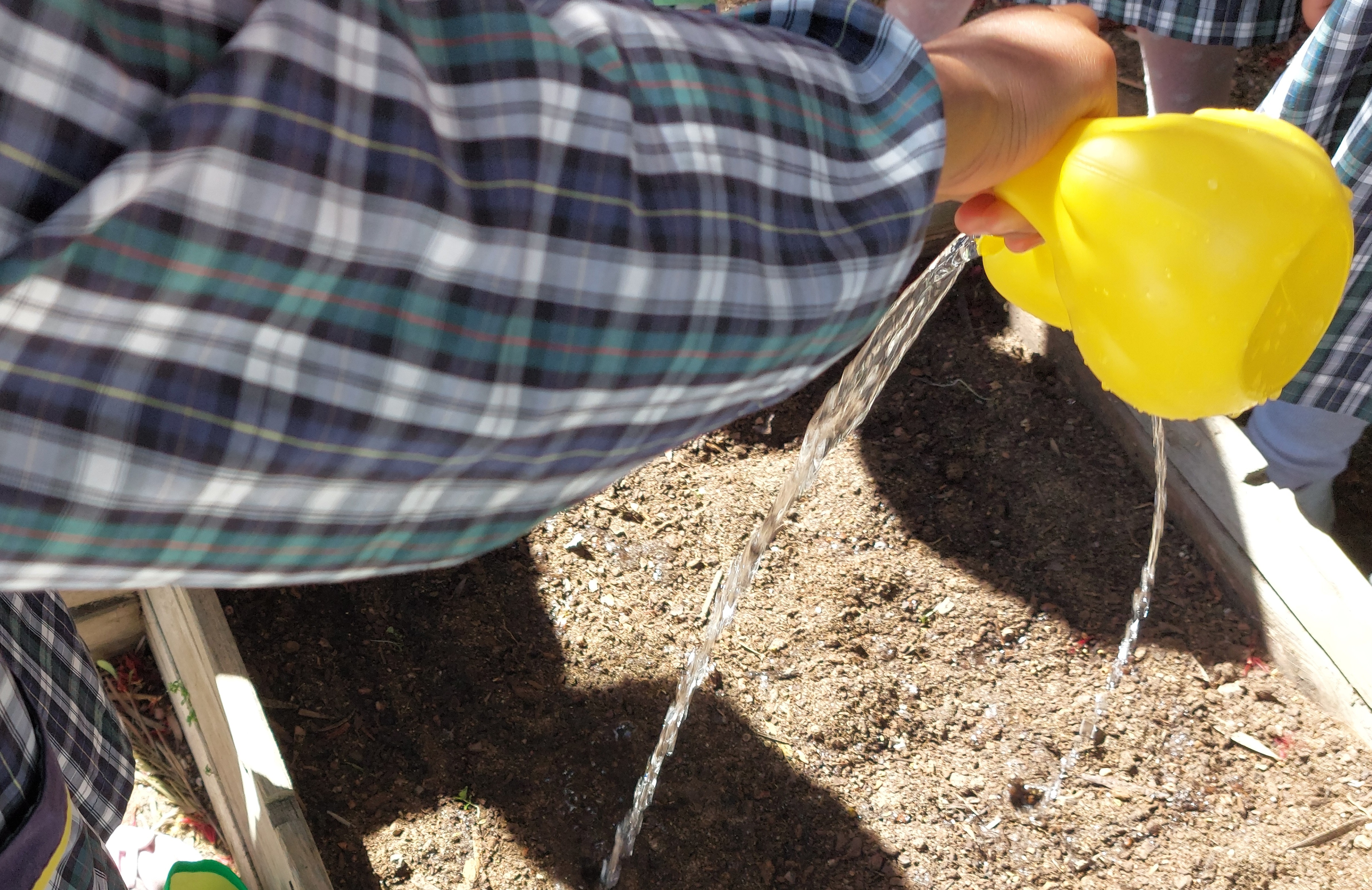 E para as sementinhas se desenvolver... é importante regar para crescer.