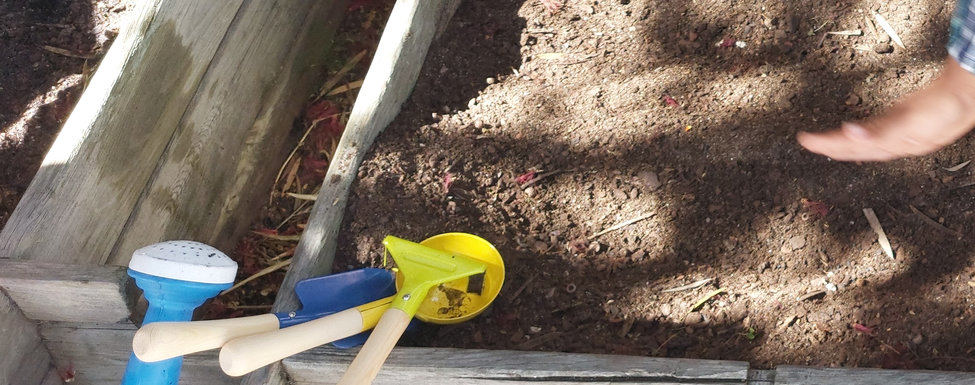Os alunos a colocar as sementinhas que vão se transformar em tomateiros.