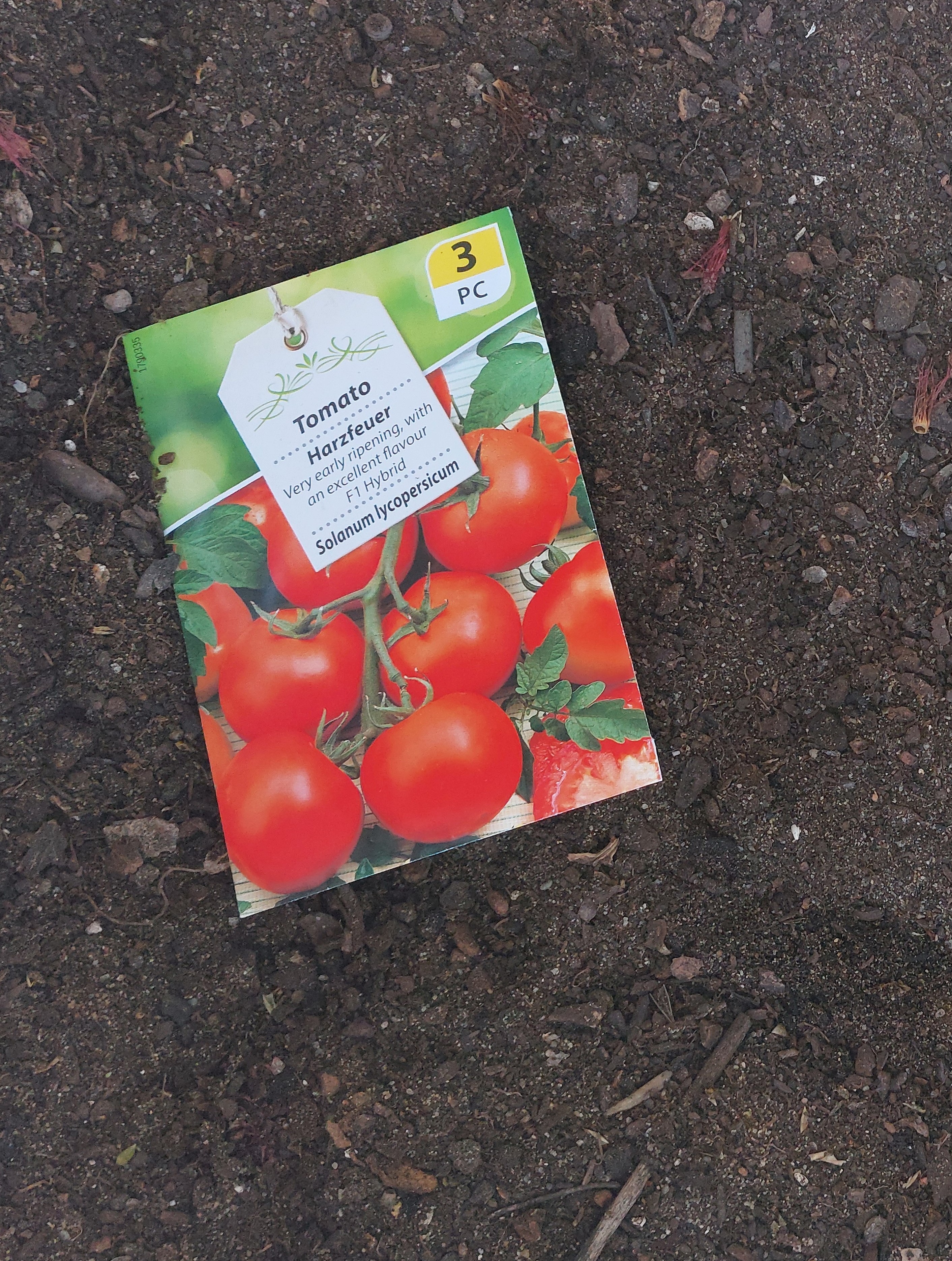 Os meninos do pré escolar decidiram semear sementes de tomateiros.