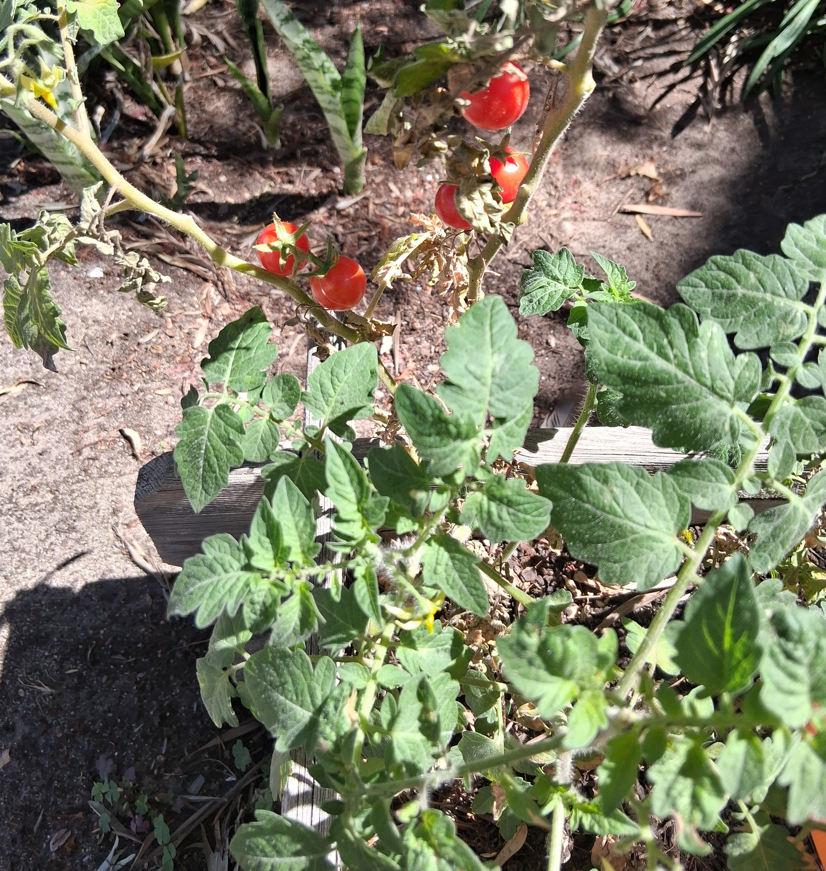 Com a primavera, os tomates começaram a aparecer