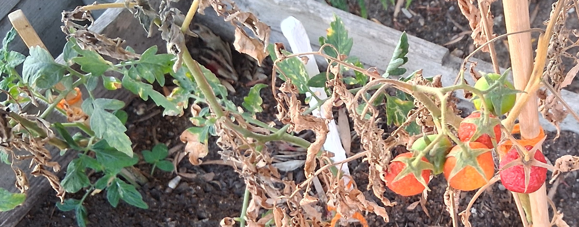Aqui estão os tomates prontos para colher.