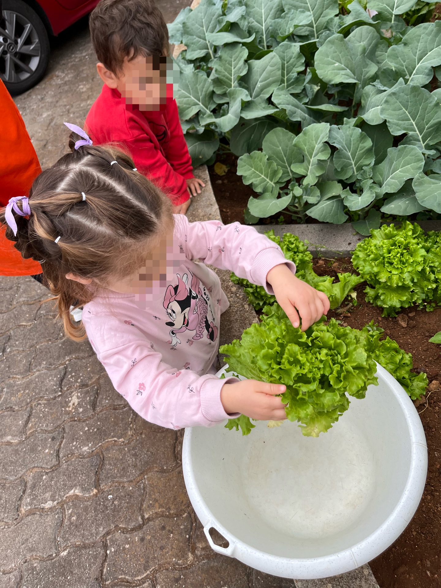 Recolha dos legumes para a sopa